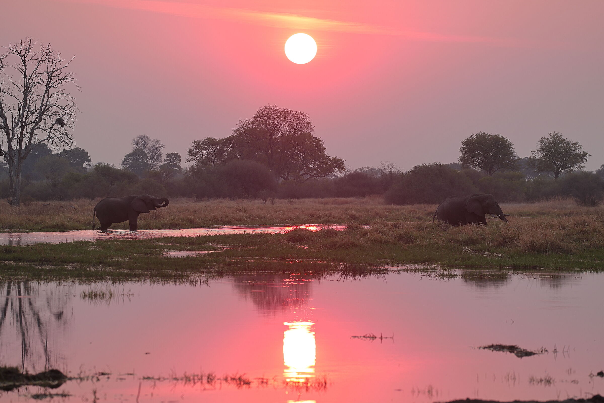 Botswana - Tramonto africano