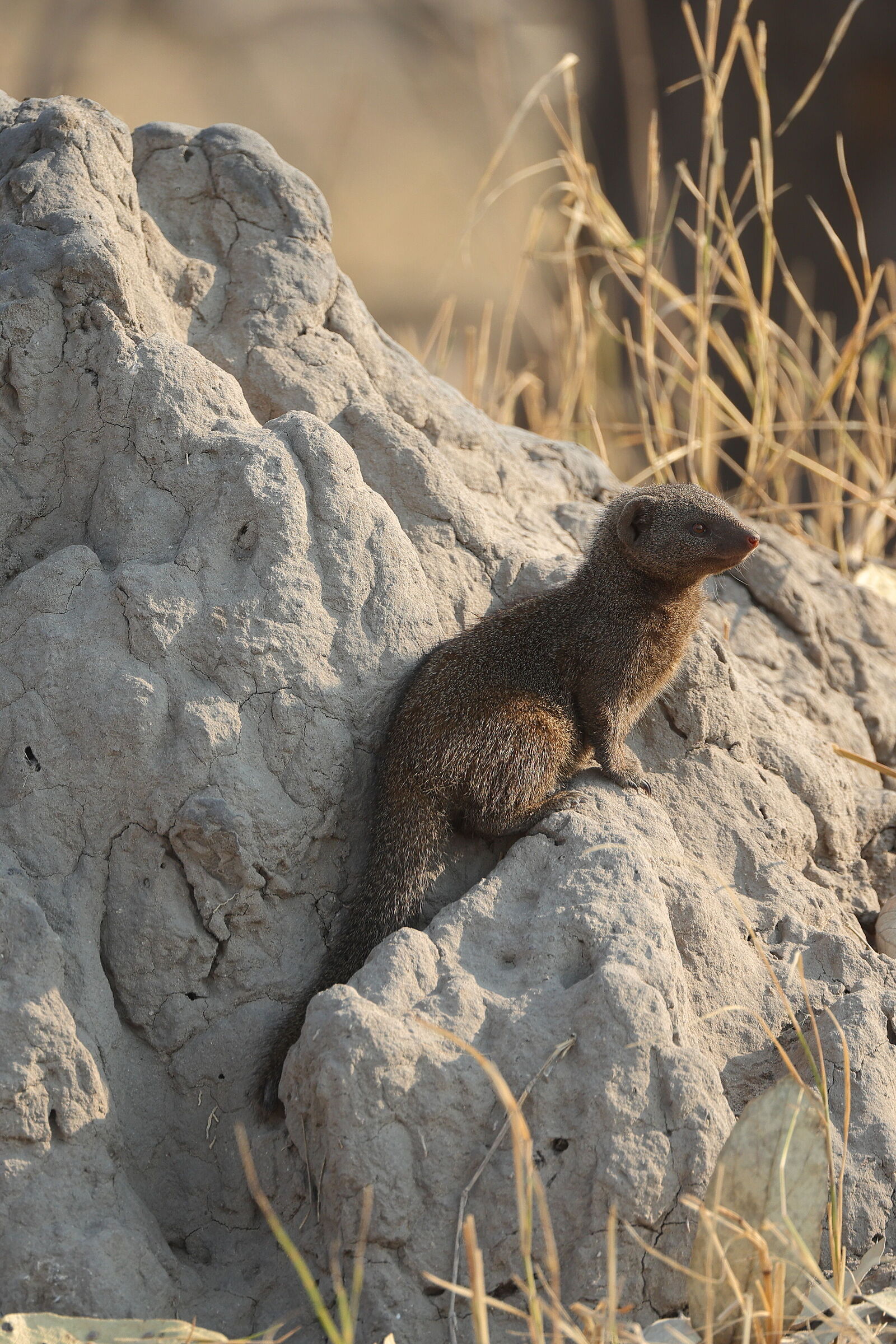 Botswana - Mangusta nana comune