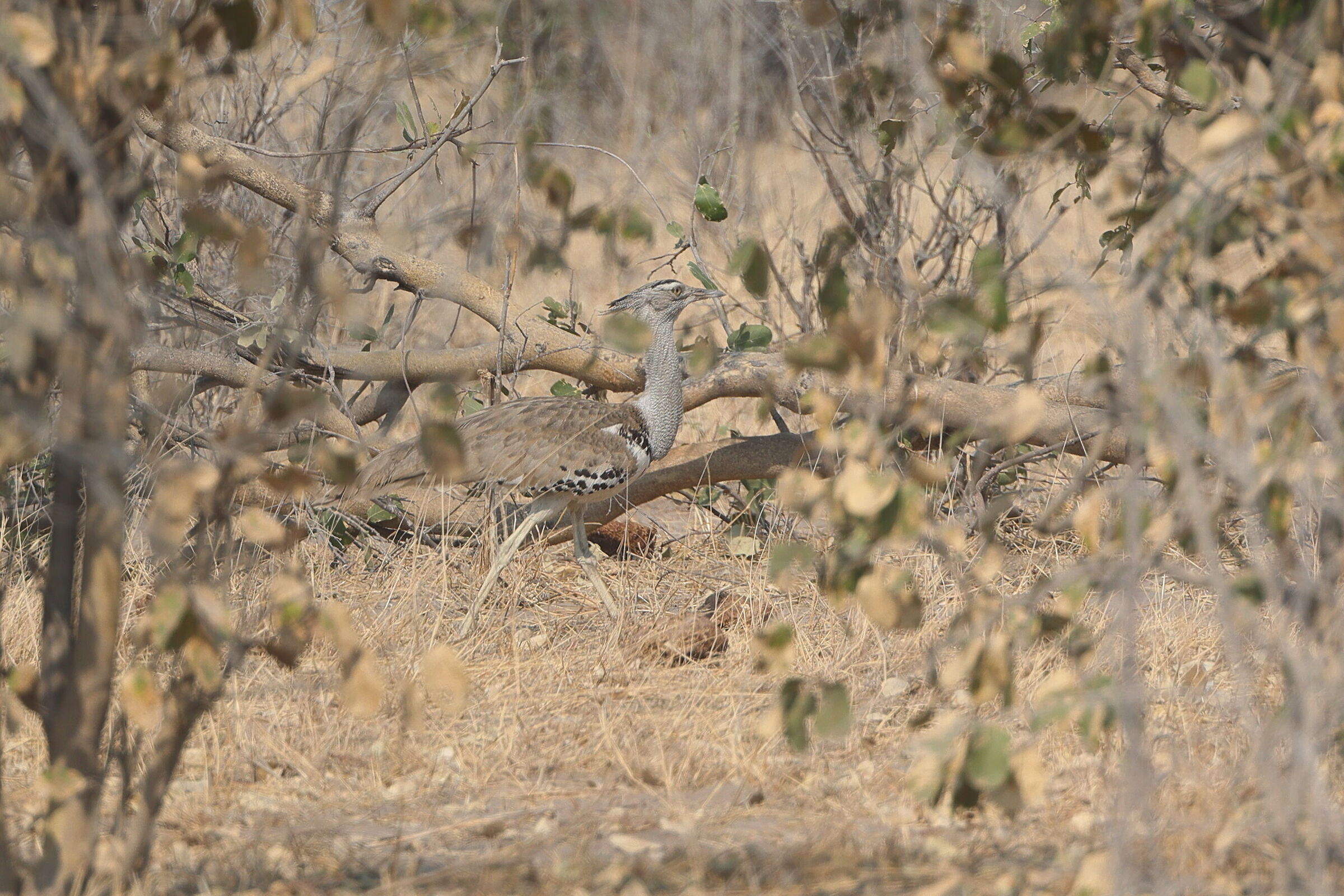 Botswana - Otarda kori