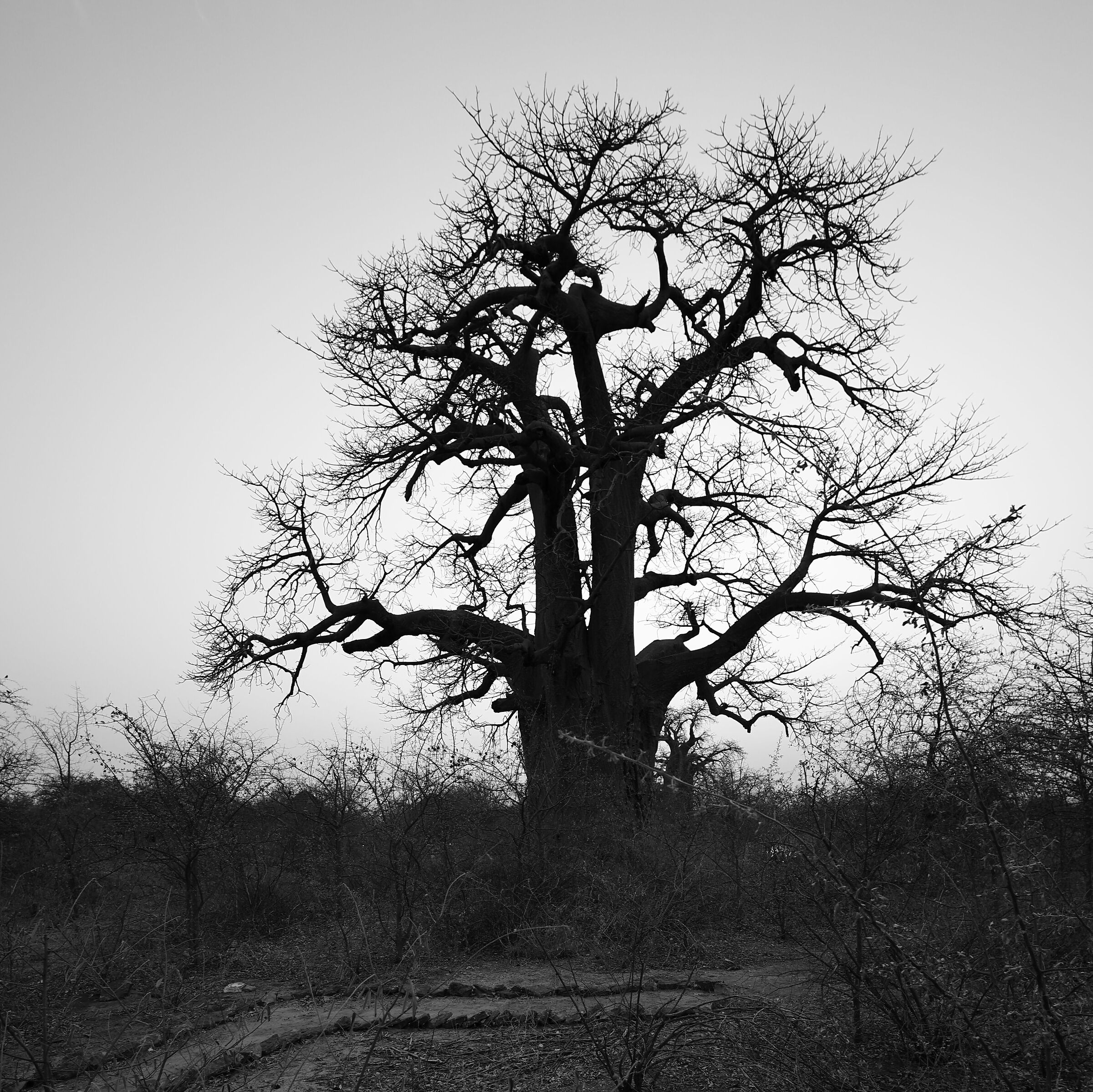 Botswana - Baobab