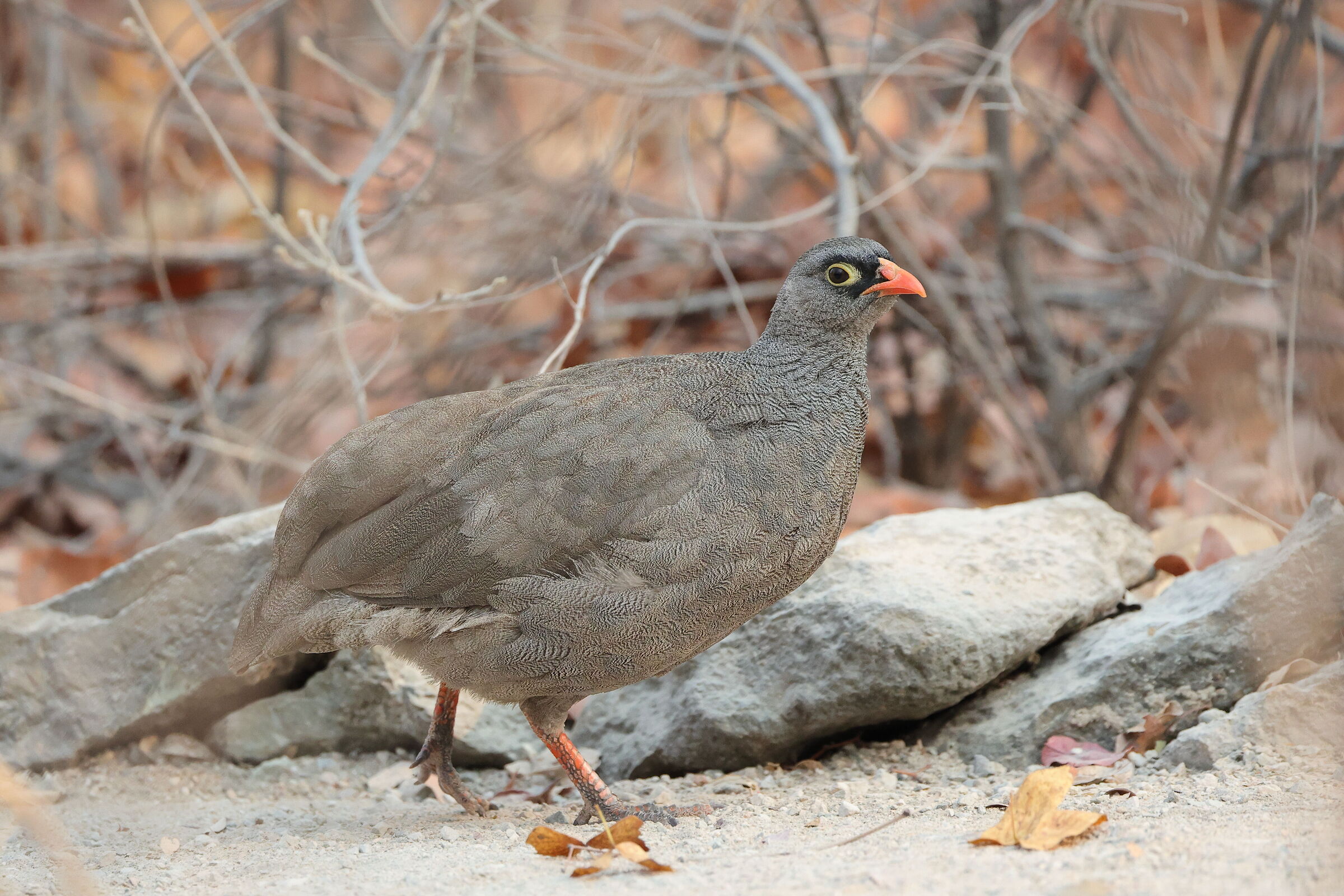 Botswana - Francolino beccorosso