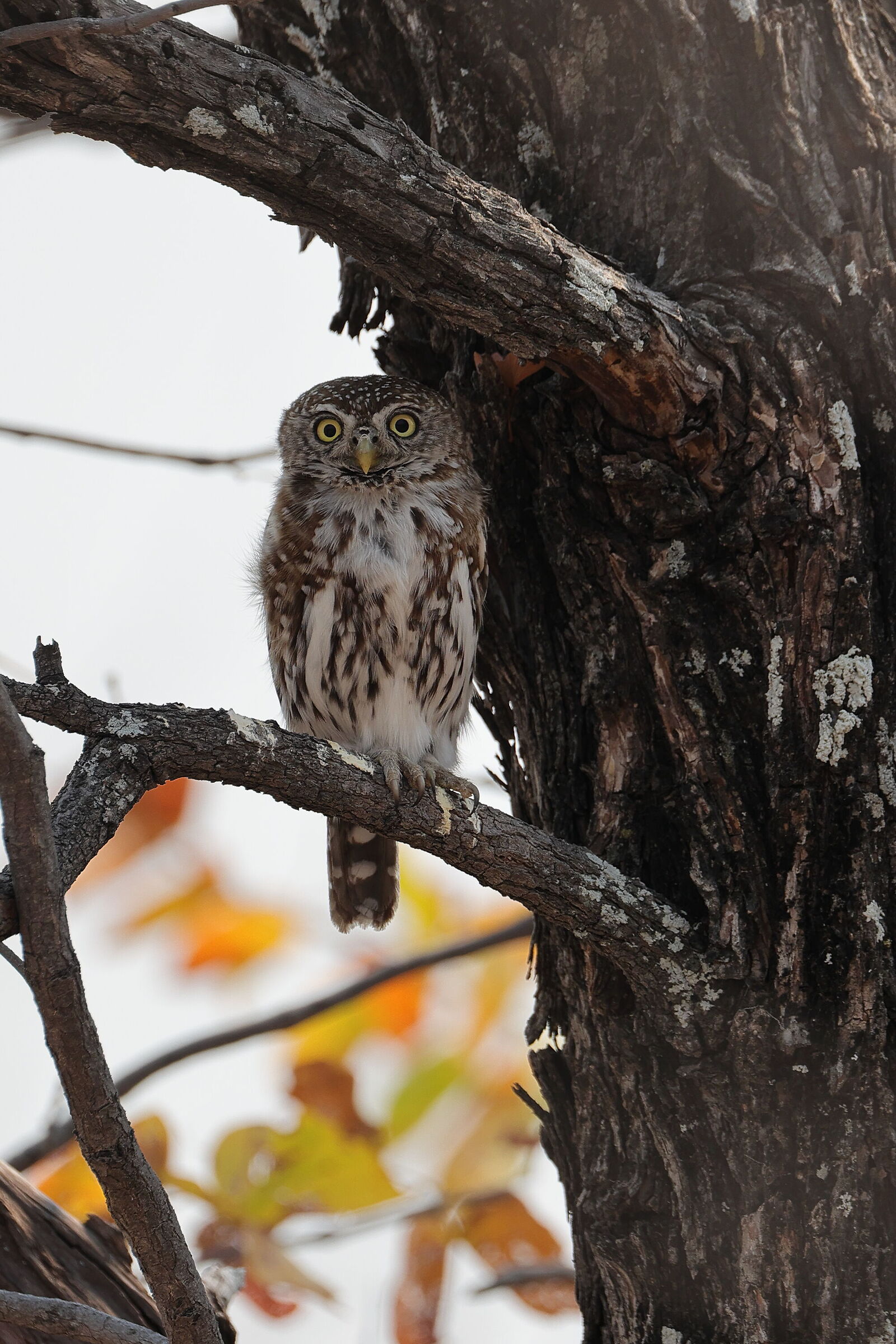 Botswana - Civetta Nana Perlata