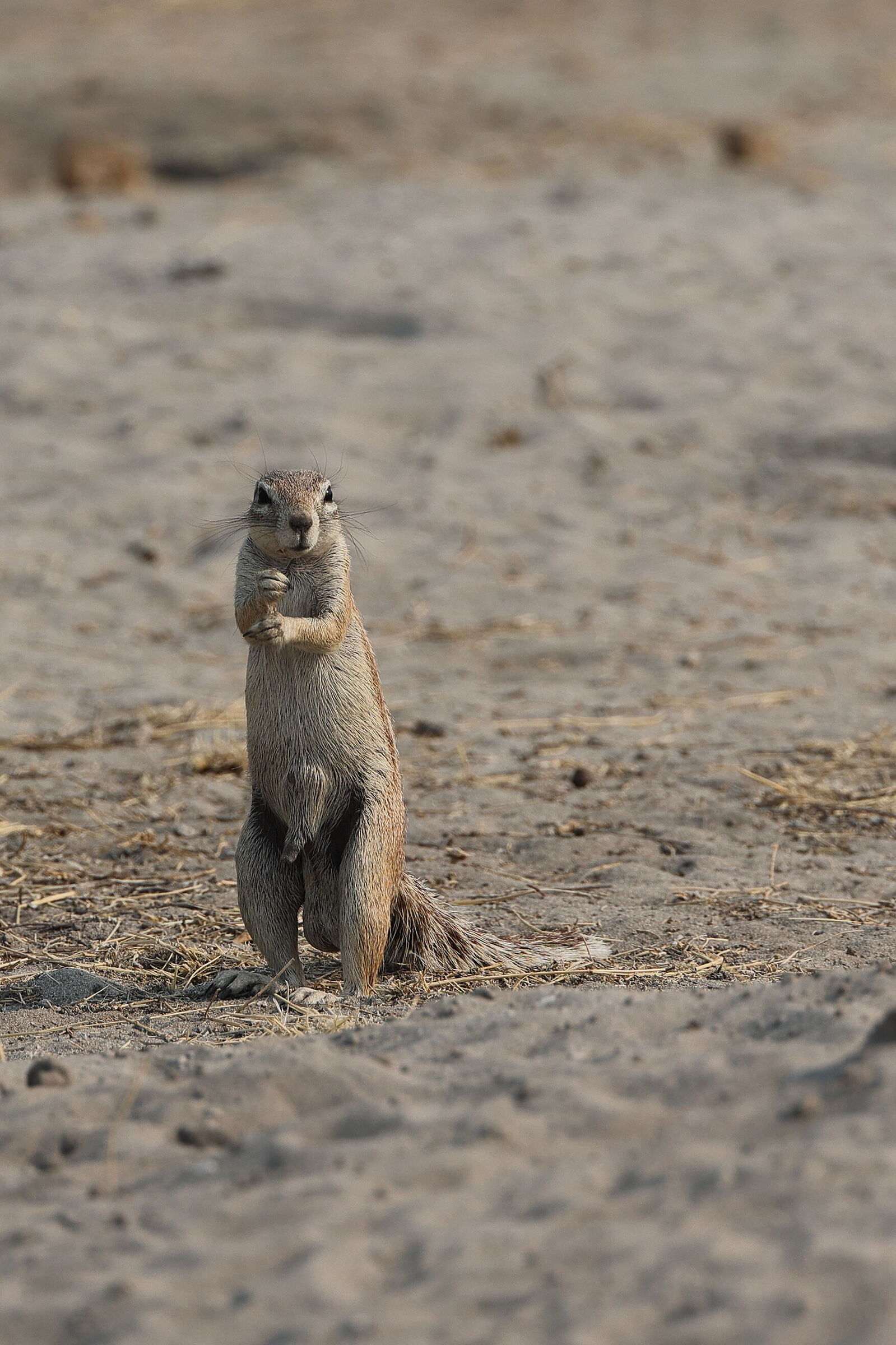 Botswana - Xero del Capo (Geosciurus inauris) II
