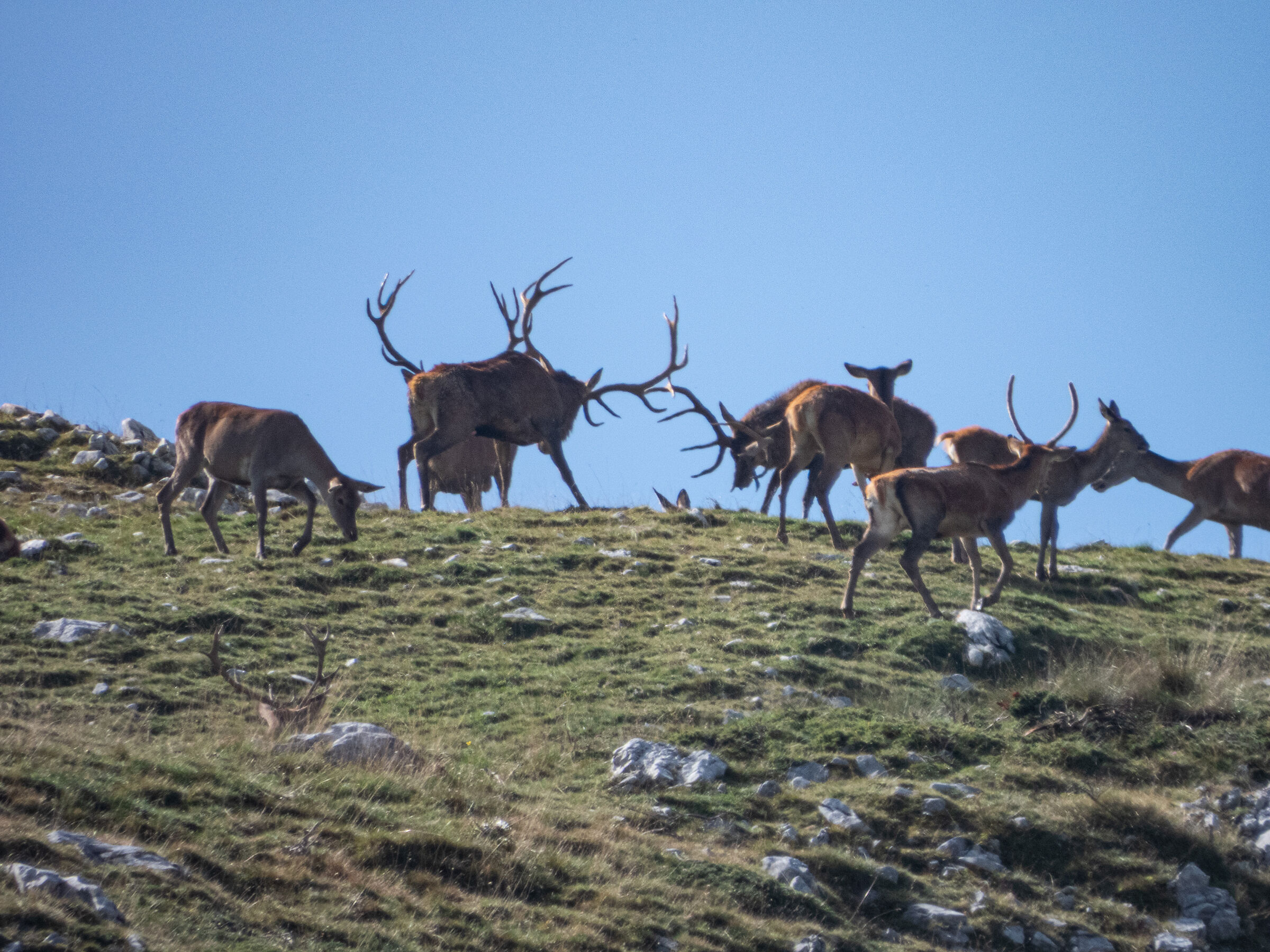 Fights at high altitude during the roar