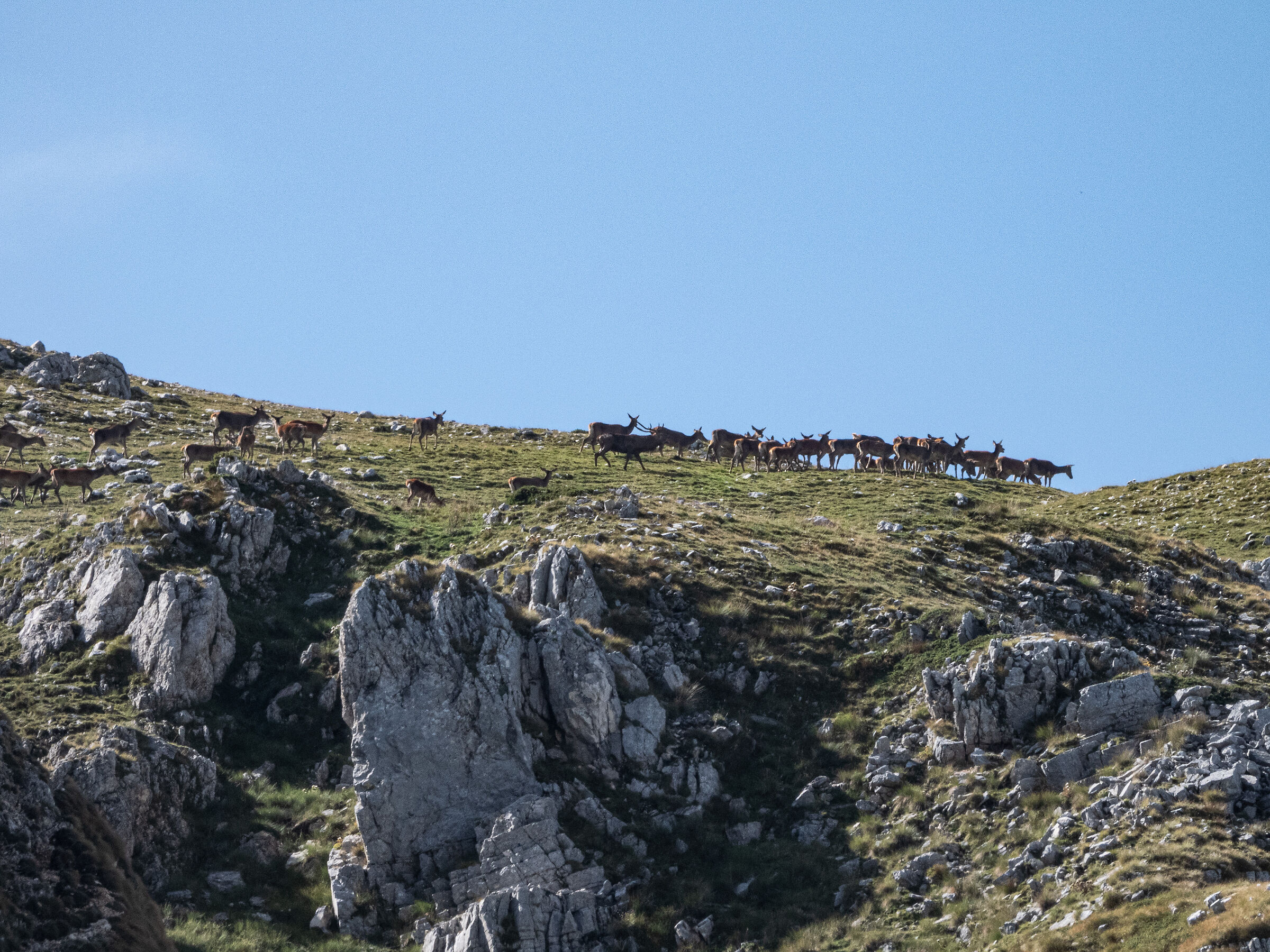 Deer grouping at high altitude