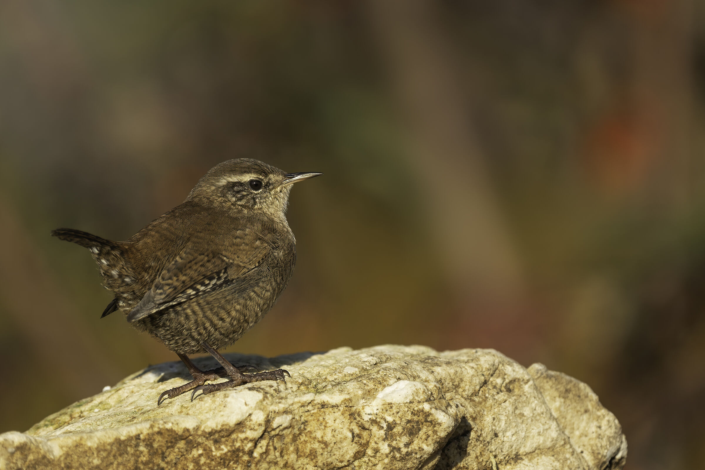 Wren