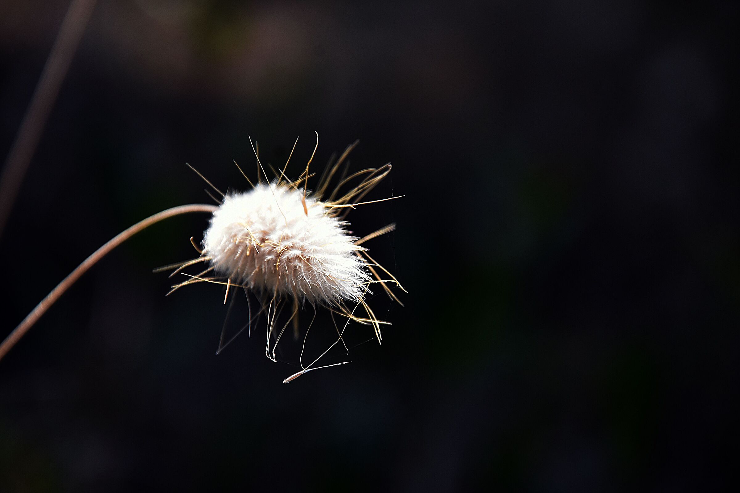 Fiore