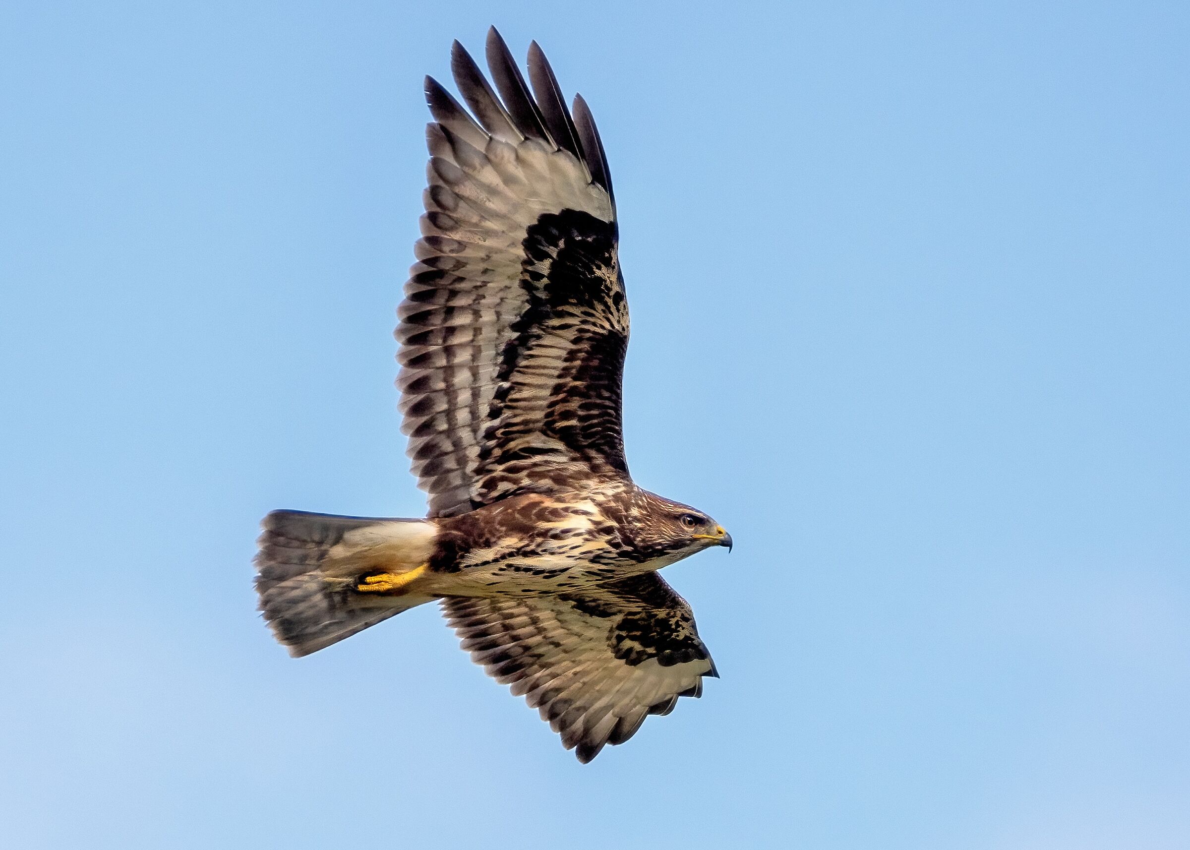 Poiana (Buteo buteo)