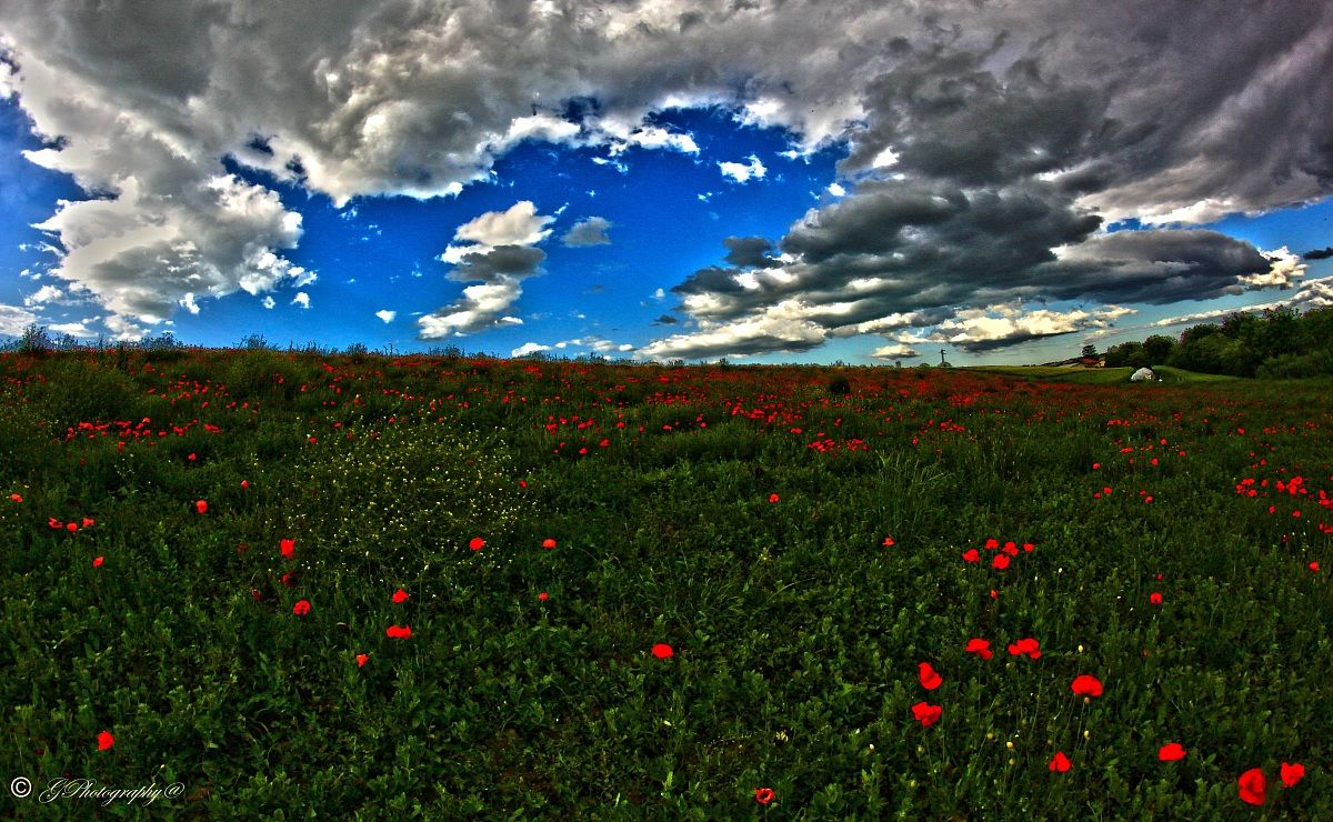 Clouds and Poppies