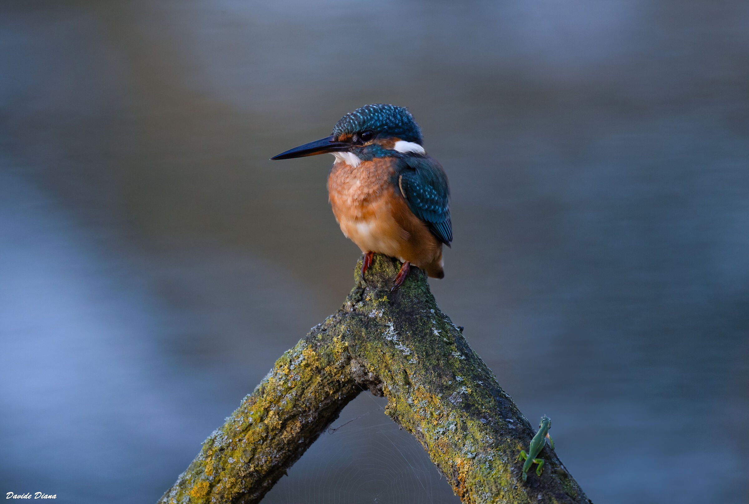 Kingfisher