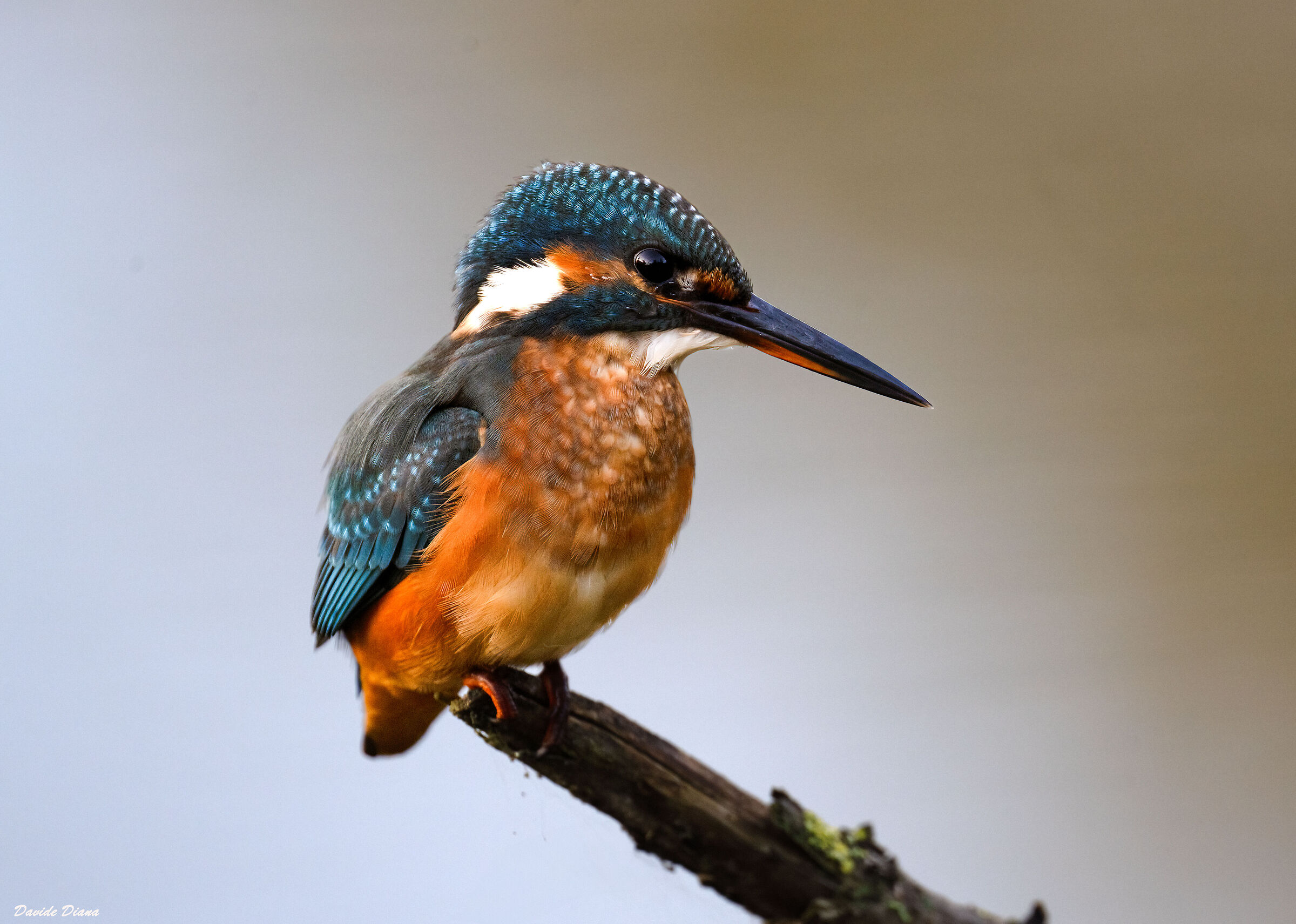 Kingfisher
