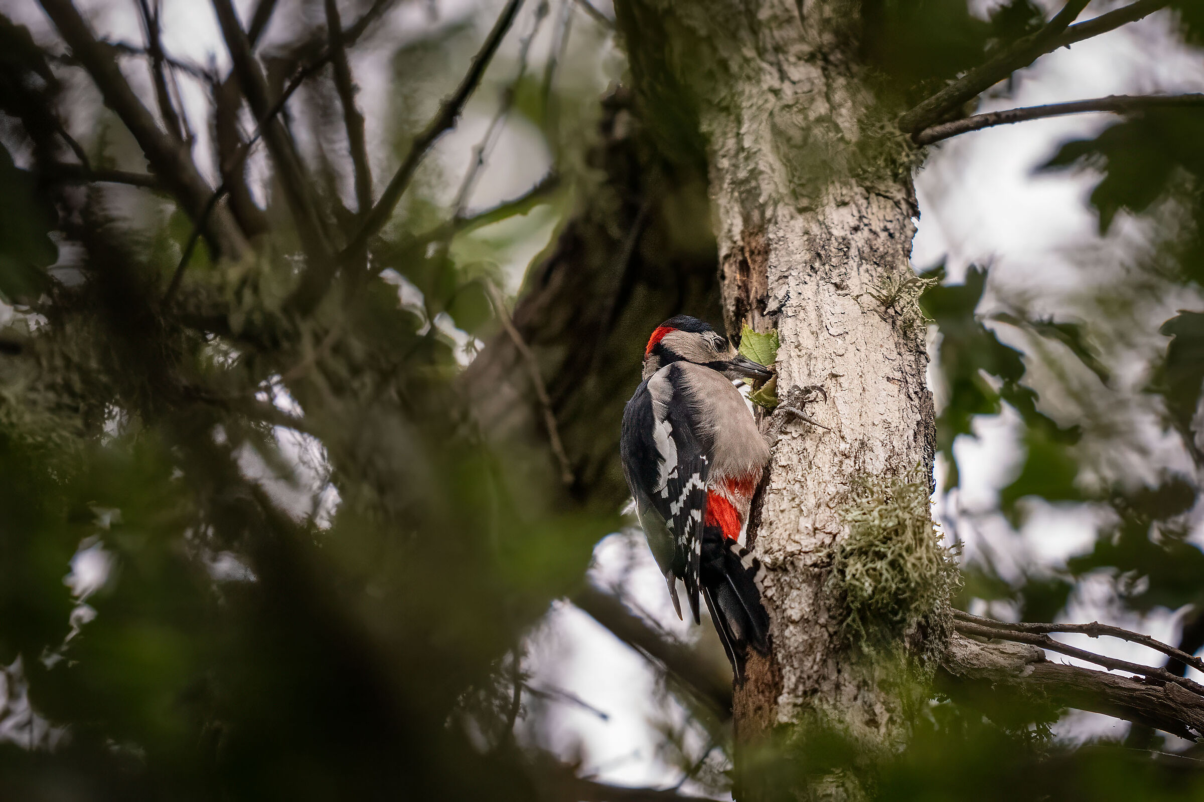 Greater spotted woodpecker