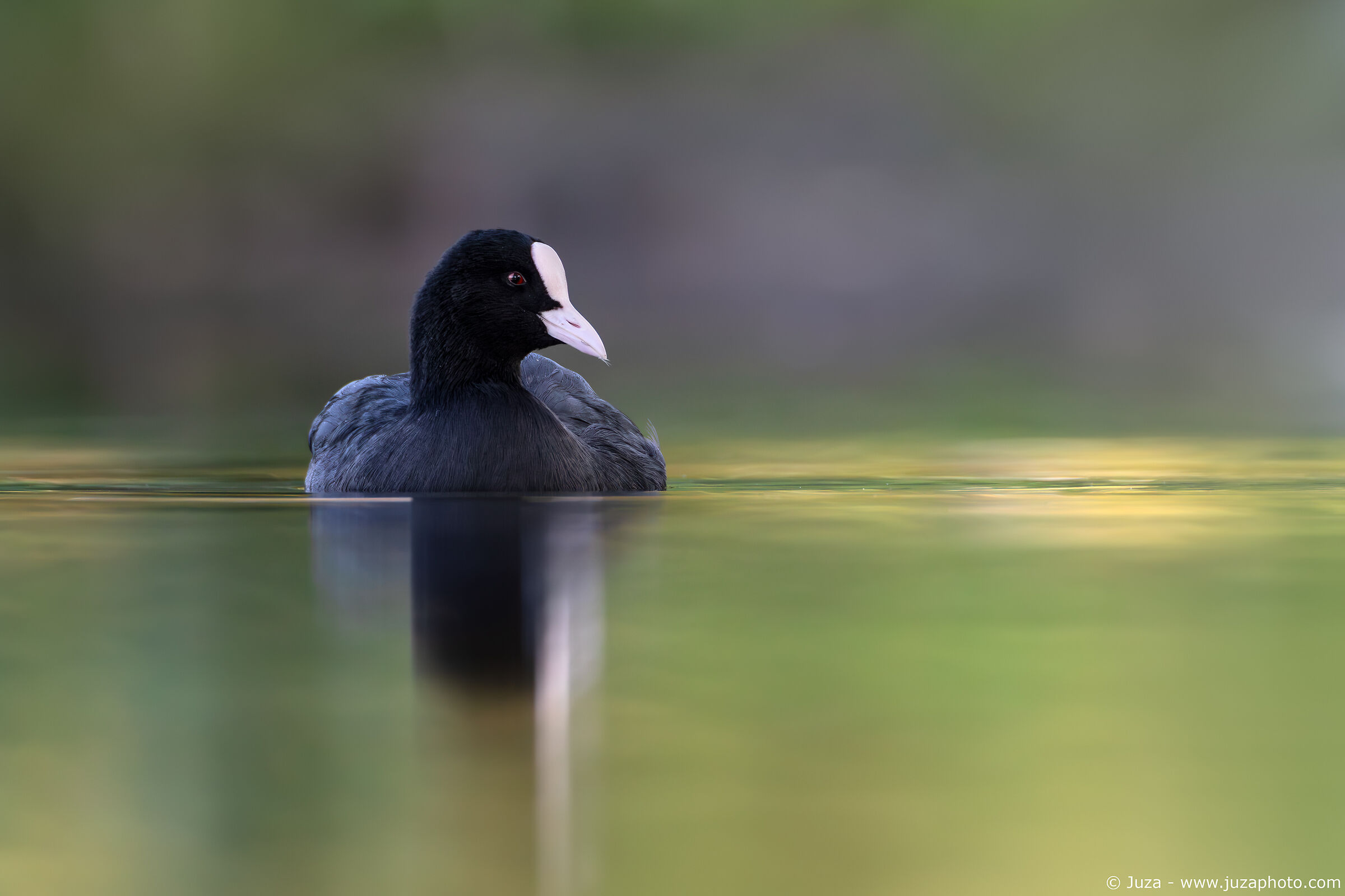 Coot on the water
