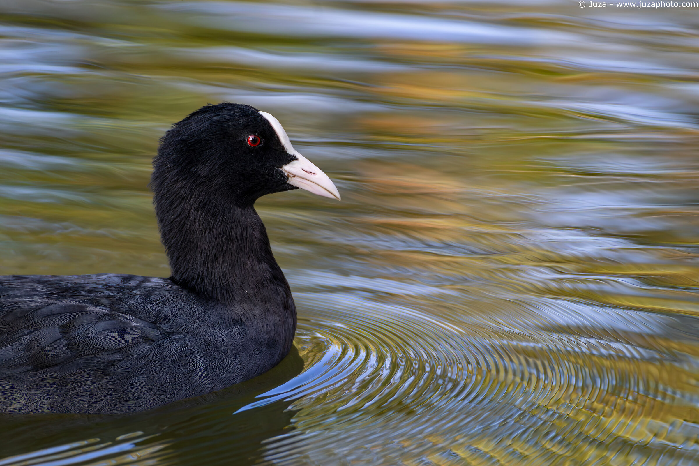 Coot among autumn colors