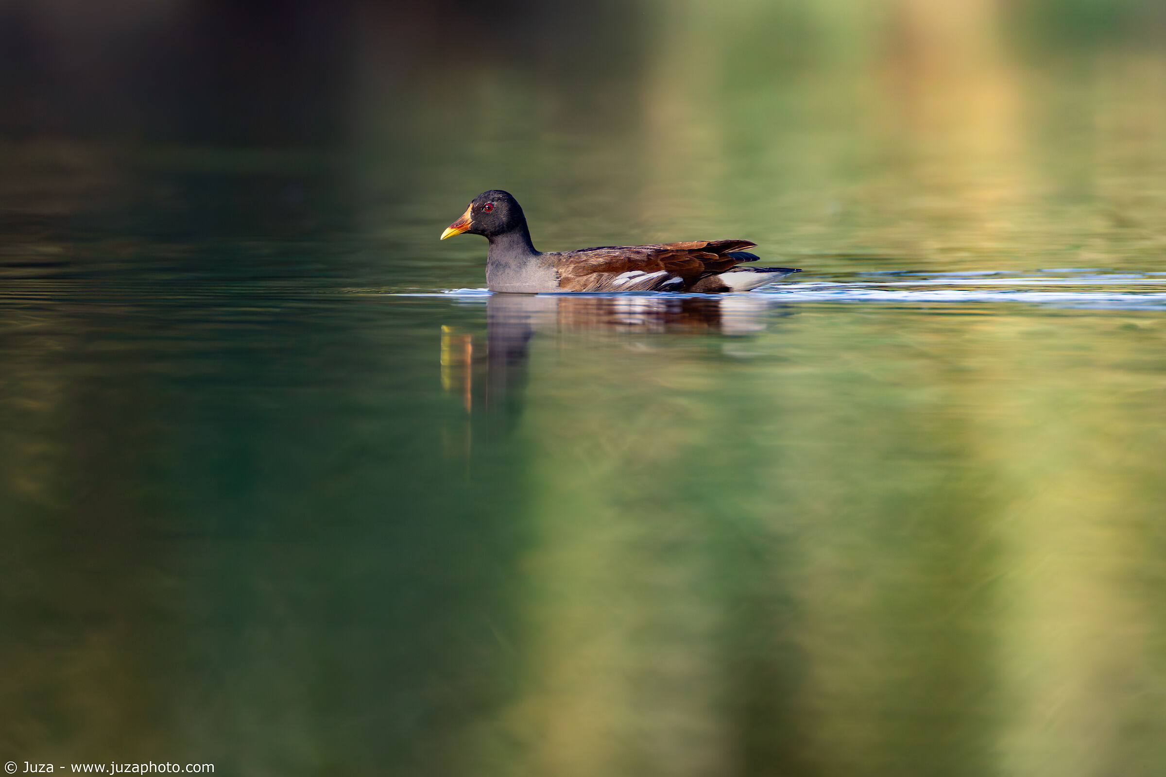 Moorhen