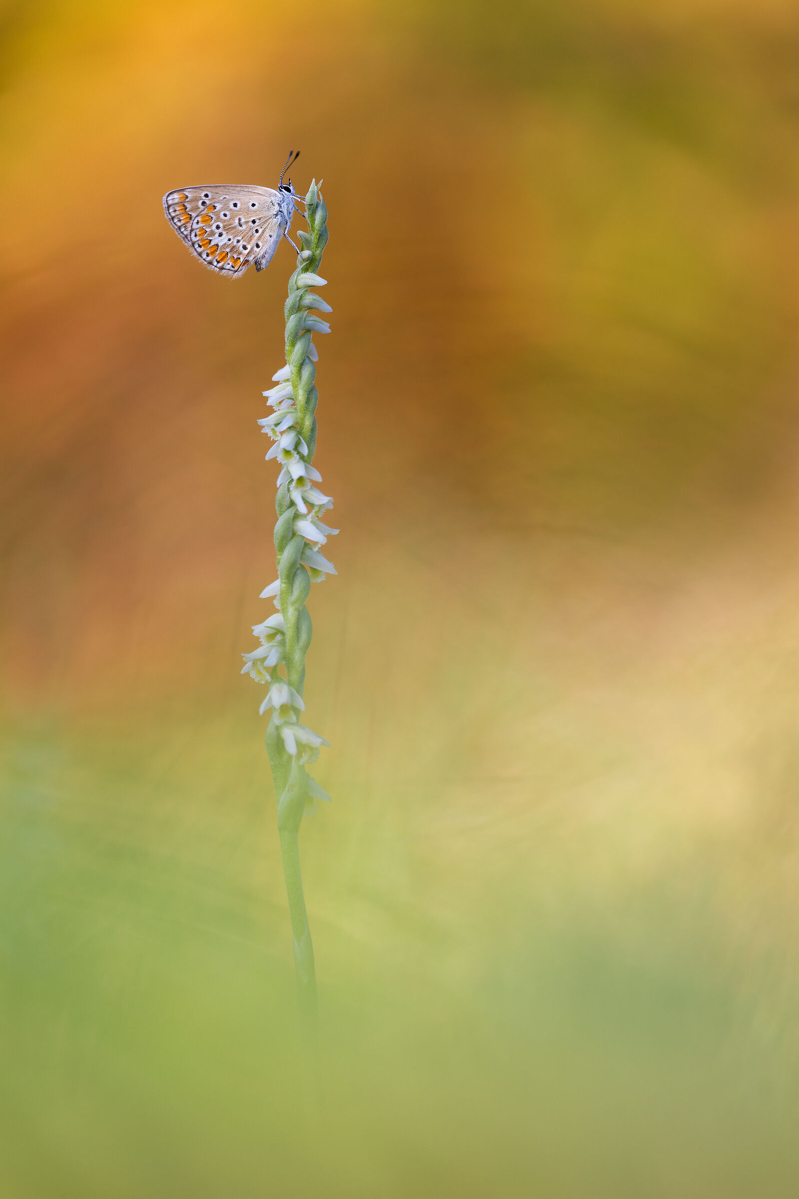 Polyommatus icarus su Spiranthes spiralis