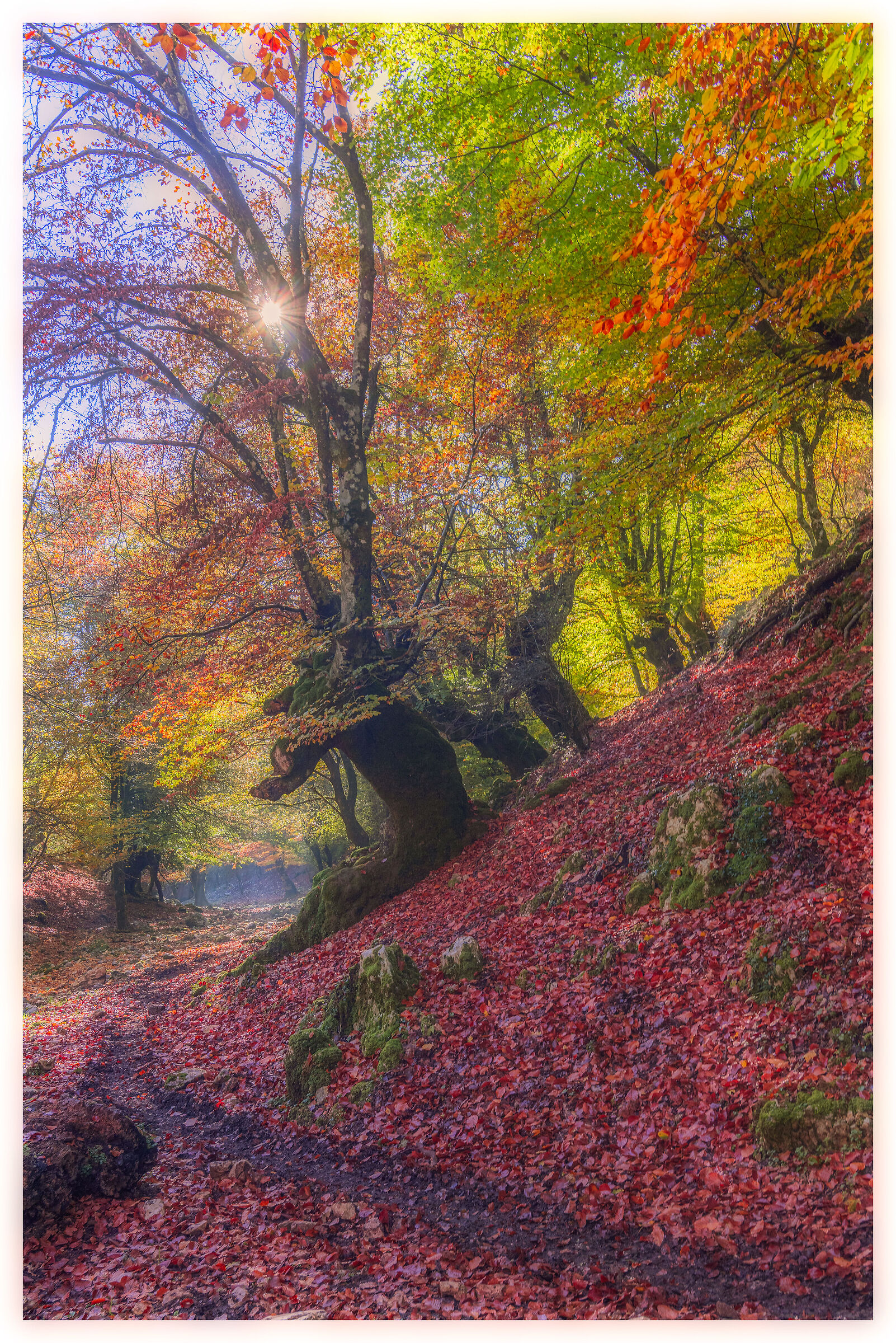 In the woods - Orton