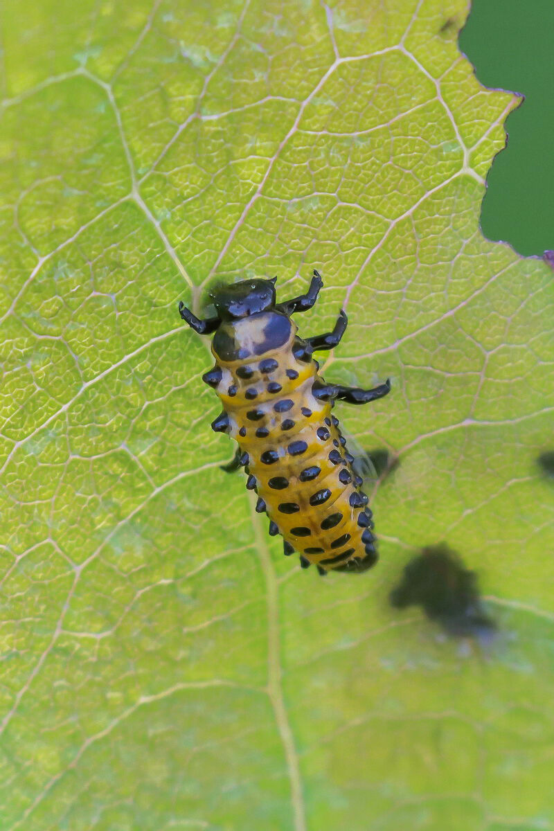 Larva of Chrysomela populi