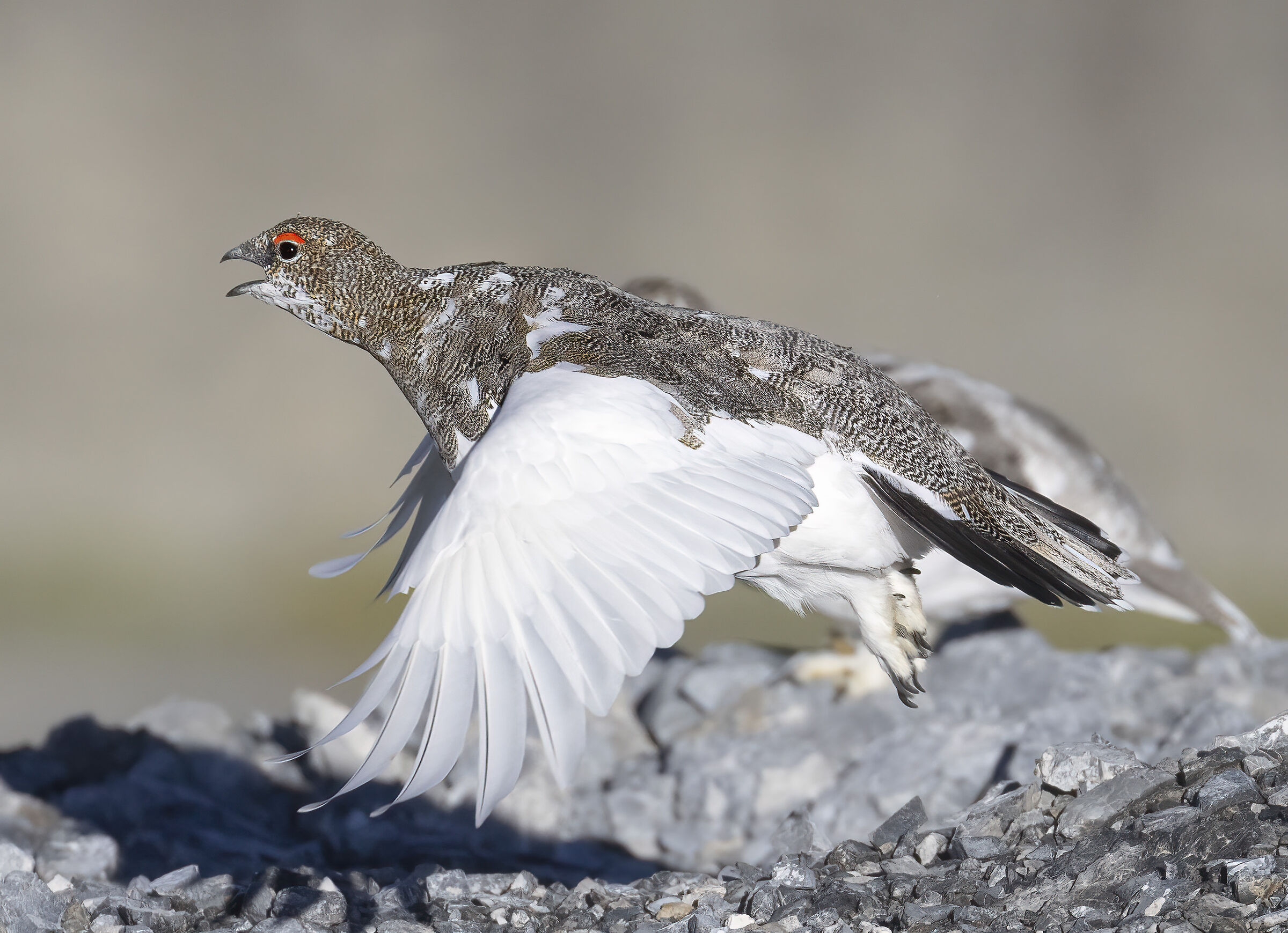 voli autunnali, pernice bianca