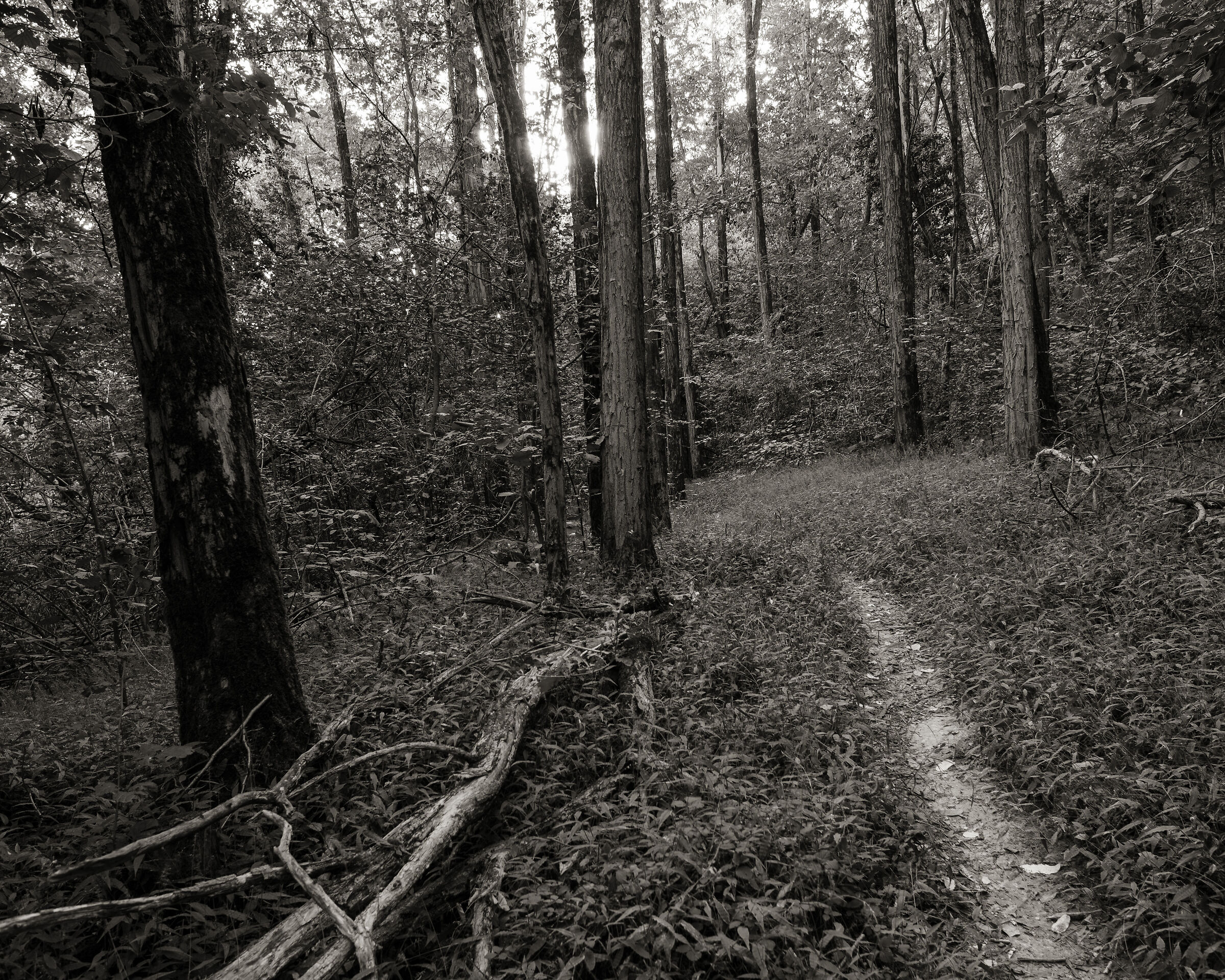 Passeggiata nel bosco