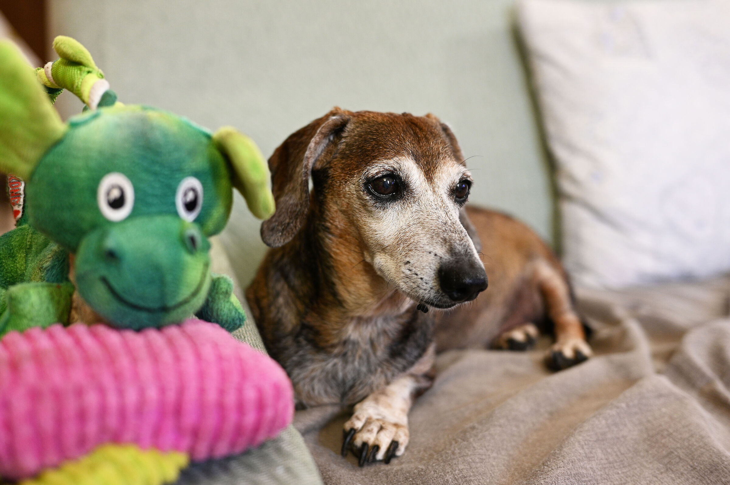 In memory of Bacchus 20-8-2009 3-4-2023