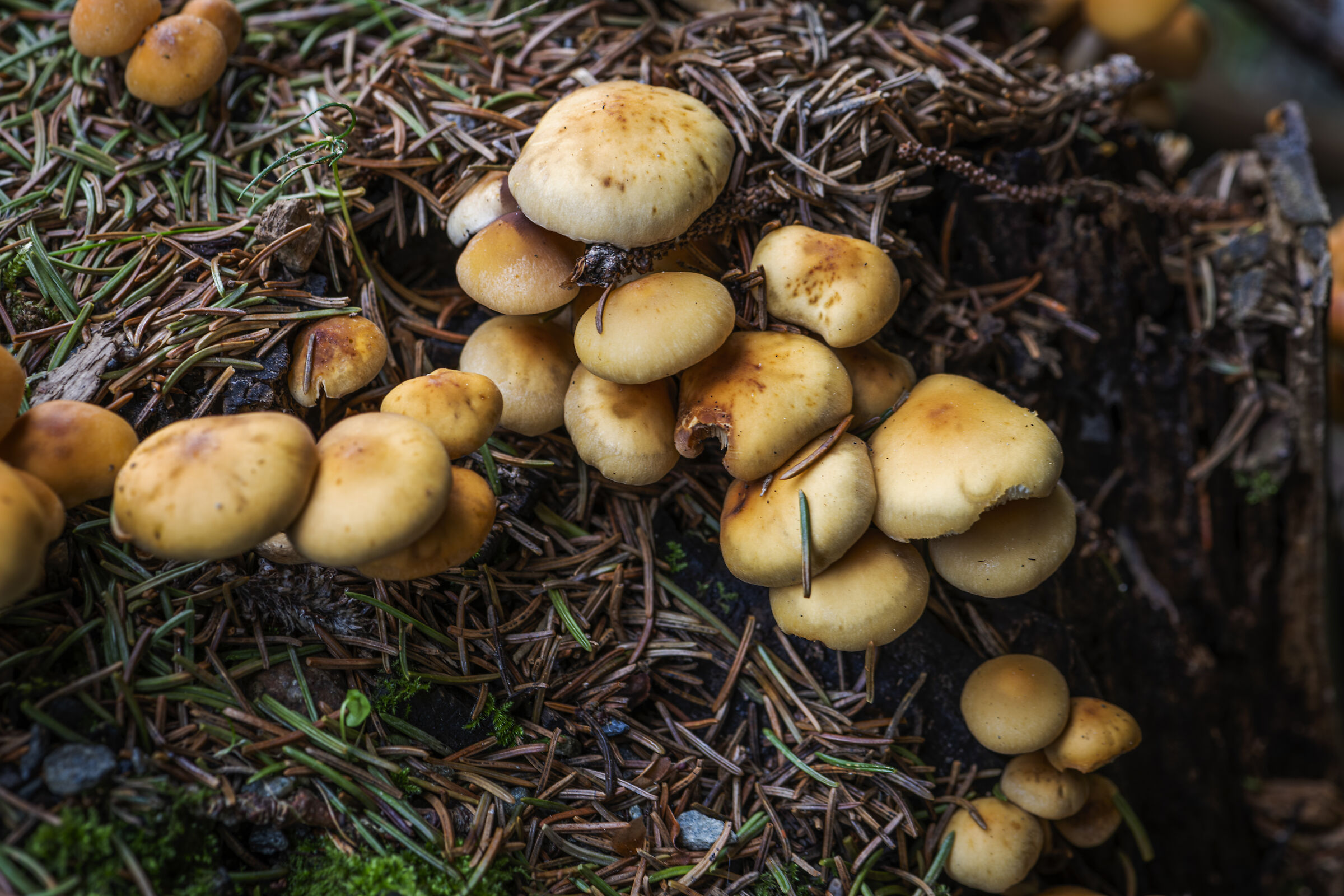 Hypholoma capnoides