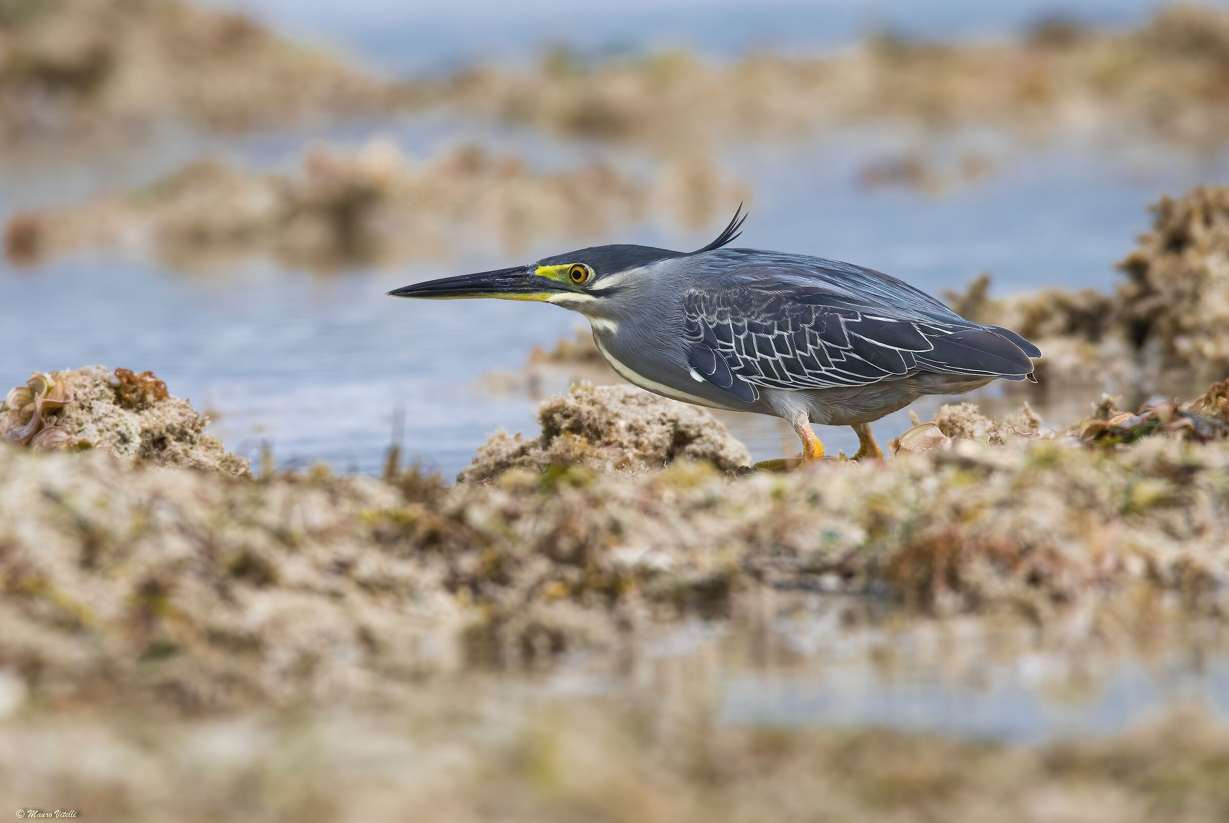 Striped heron (Butorides striata)