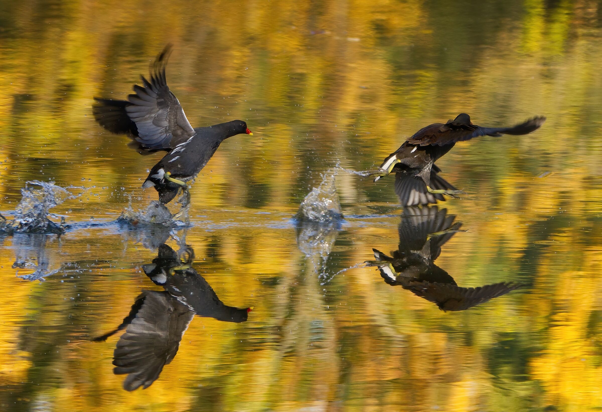 Chase in the Golden Lake
