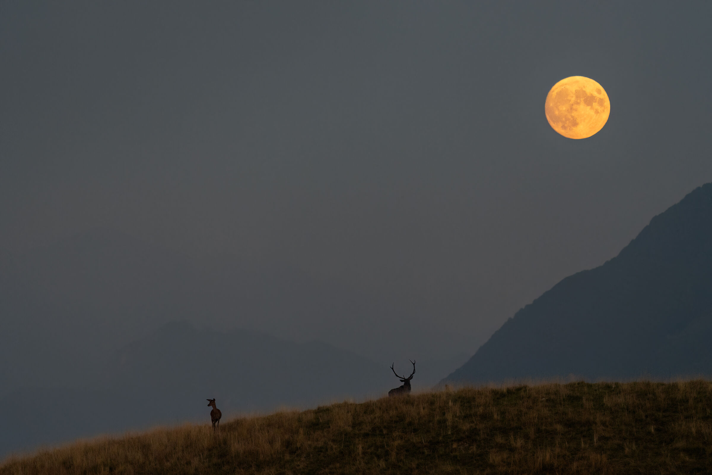 The deer and the moon