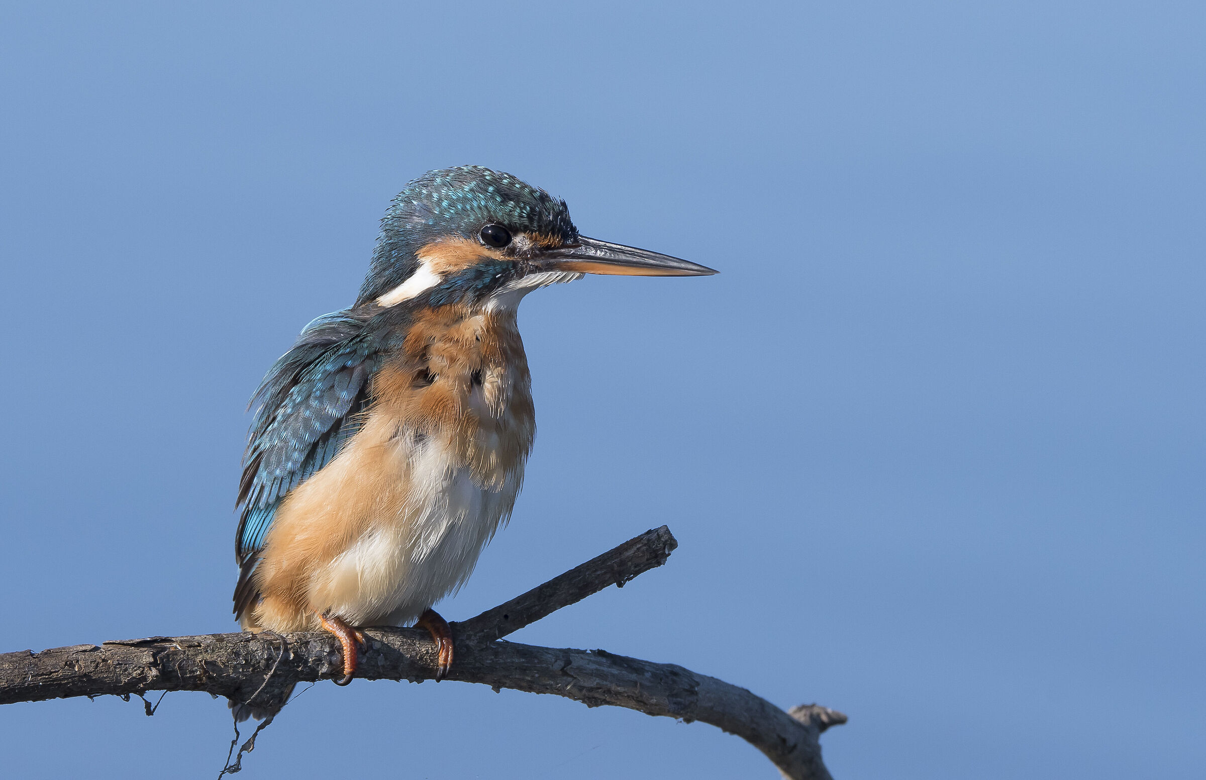 Kingfisher
