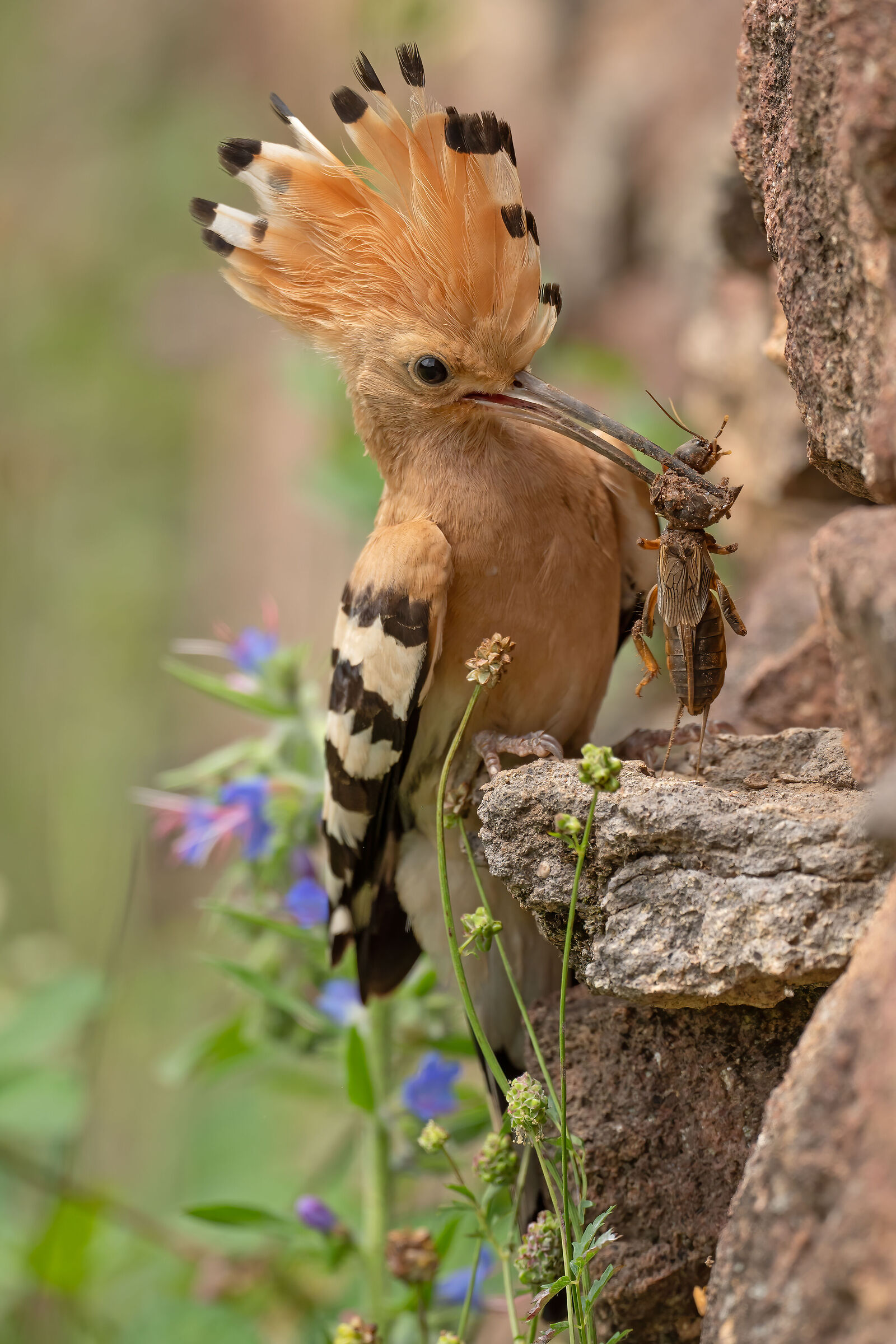 Hoopoe and Grillotalpa
