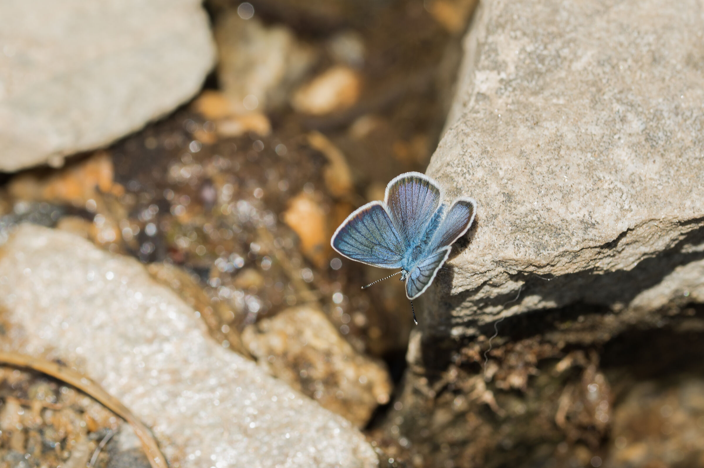Polyommatus icarus - Icarus or blue argos