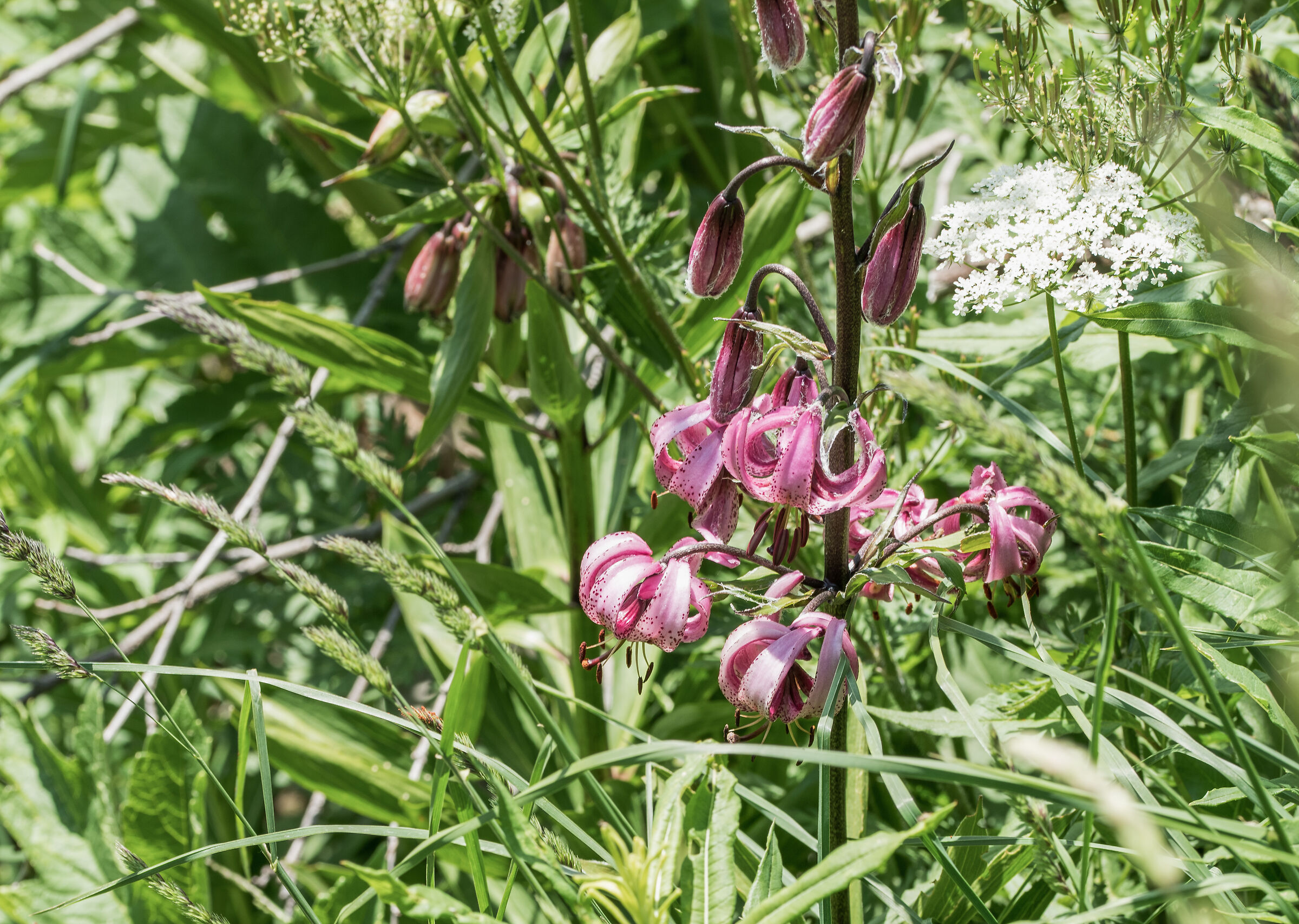 Lily Martagon