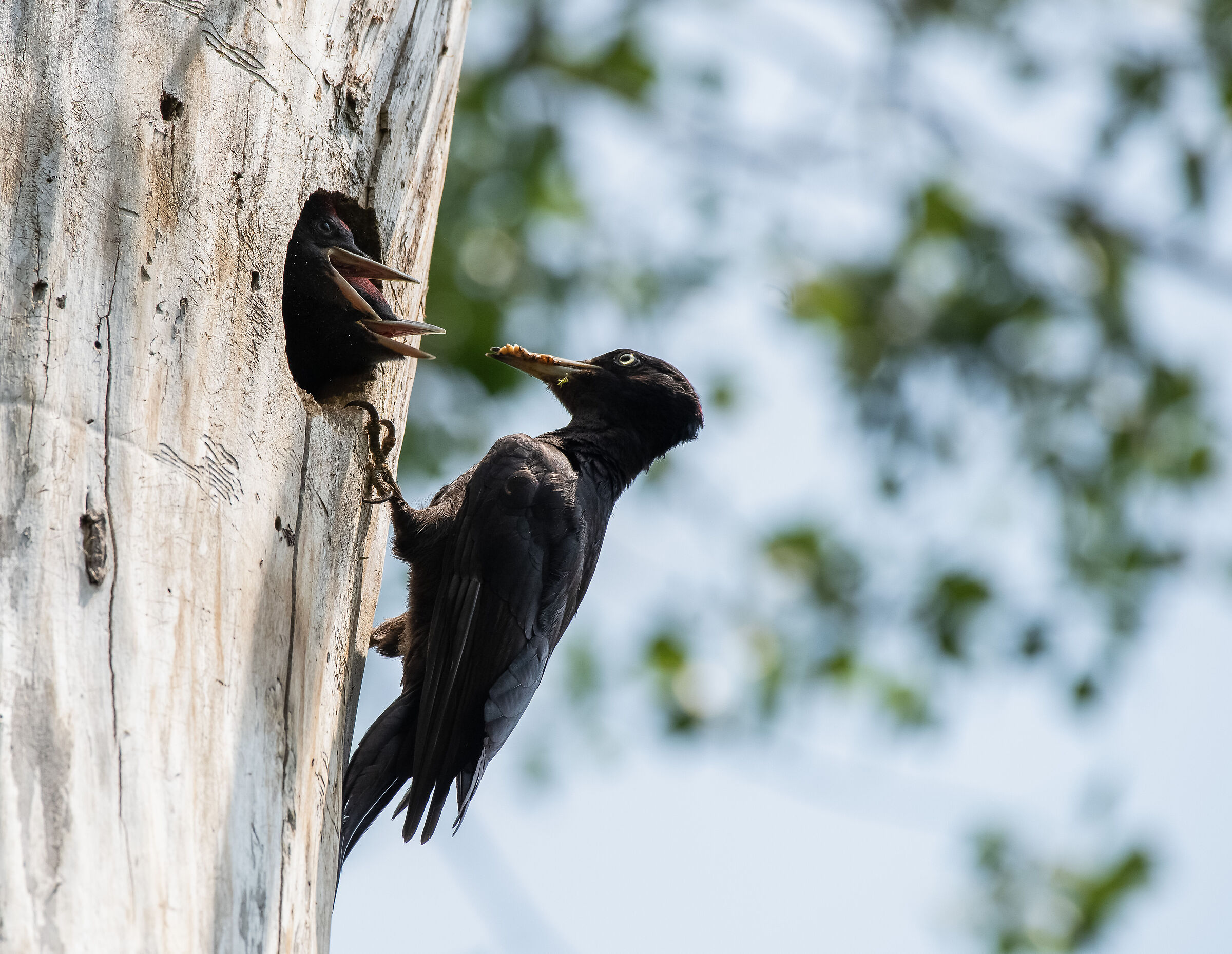 female black woodpecker with her pullets