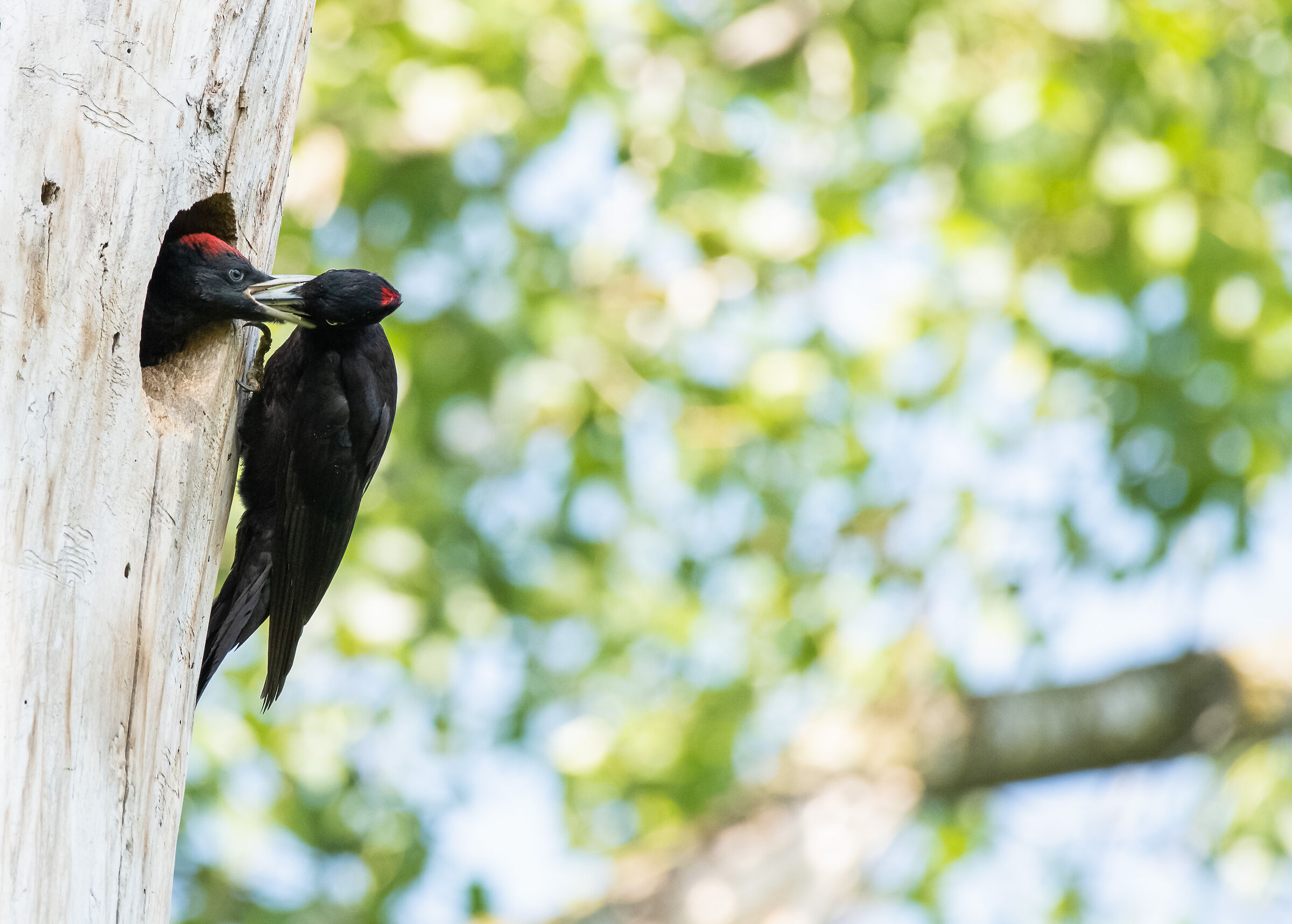 black woodpecker female cue