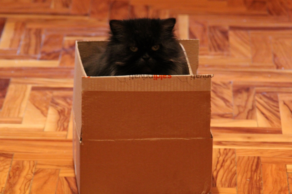 Cat in box