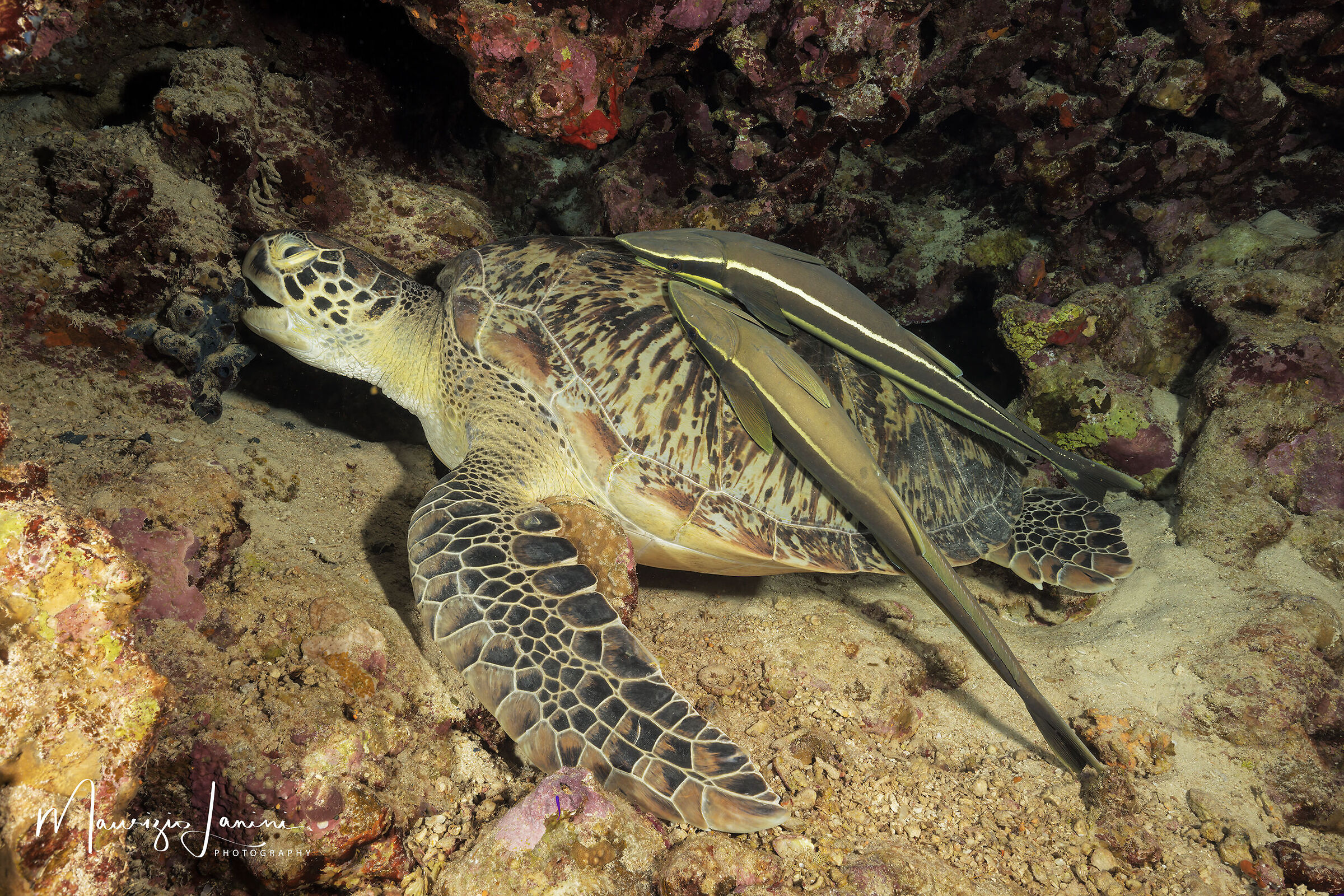 Green turtle