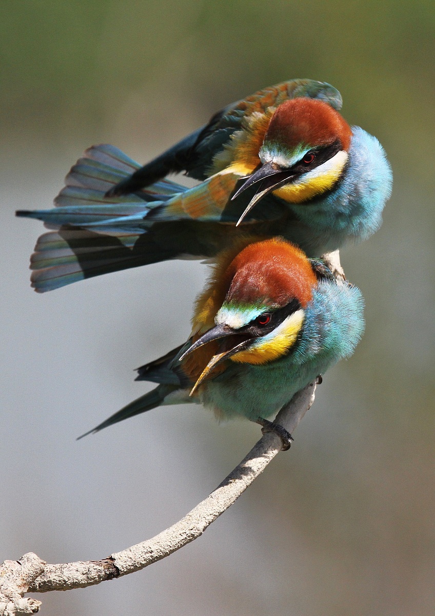 Bee-eaters "In Defense"