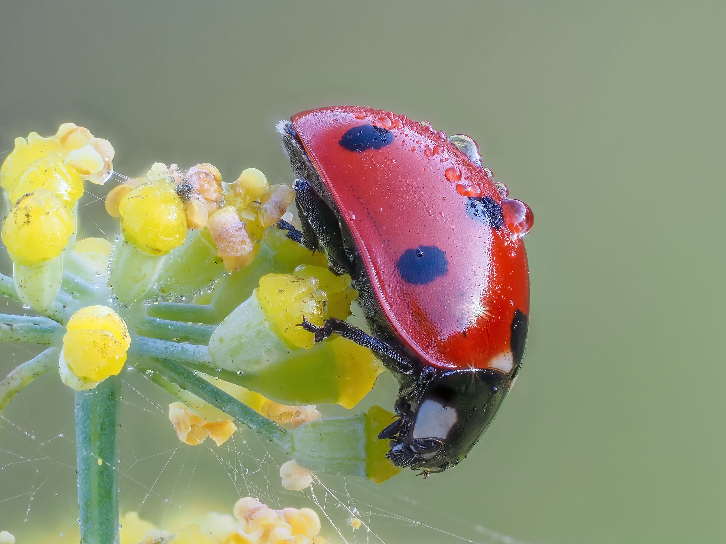 Coccinella septempunctata