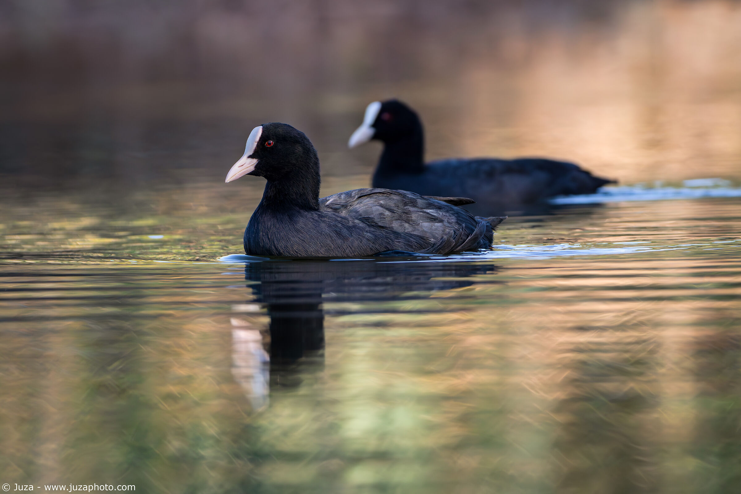 Pair of coots