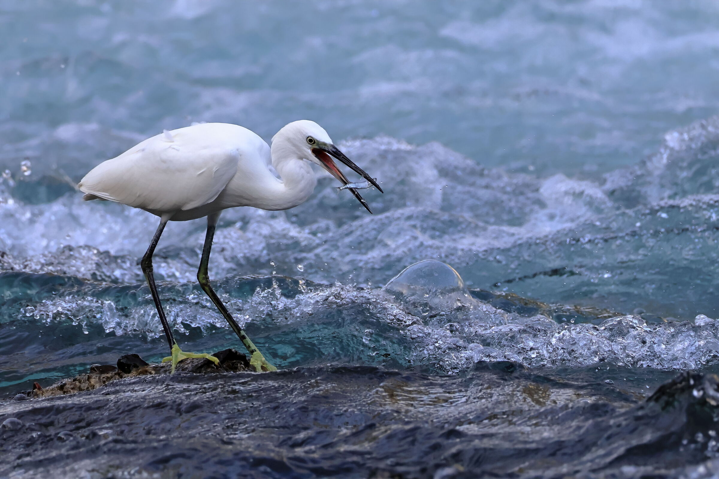 Egret