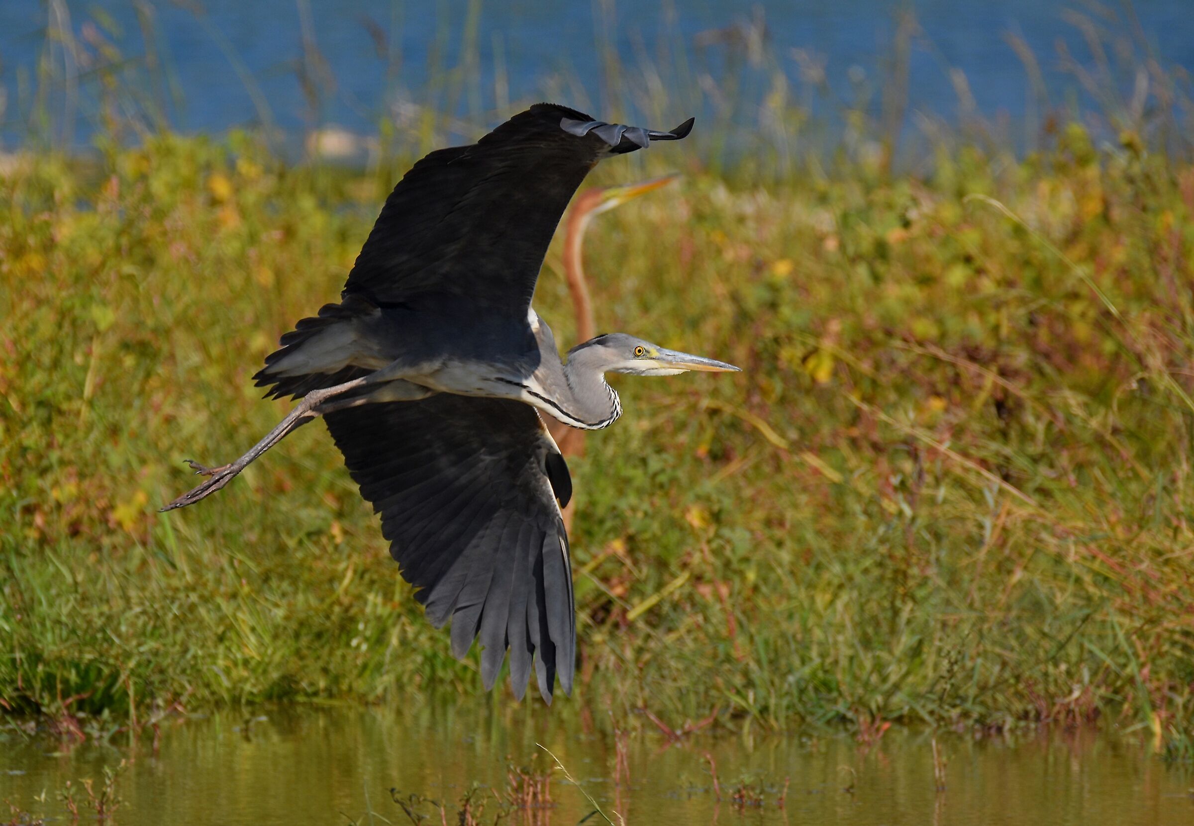 Il Rosso e il Grigio...