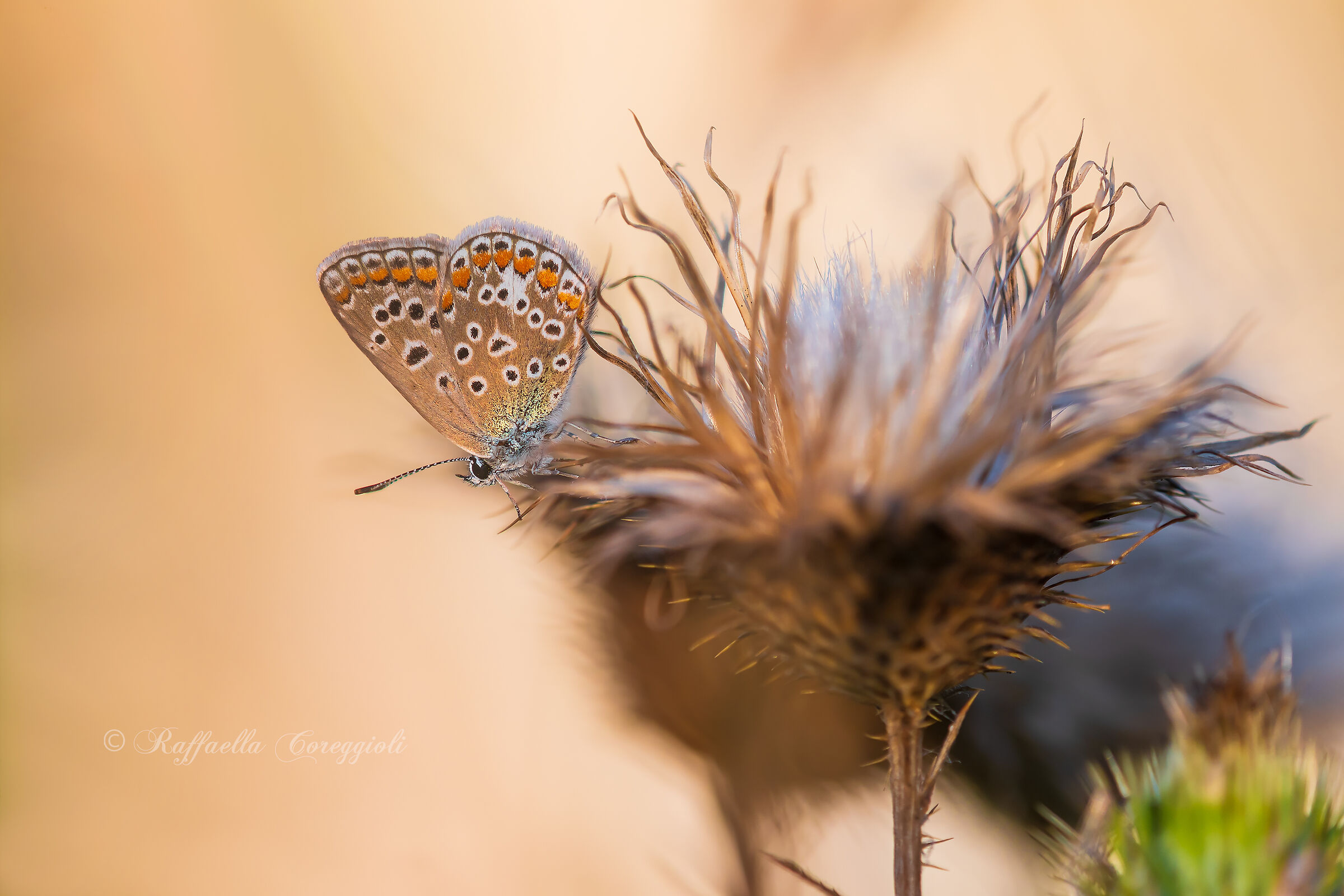 Polyommatus icarus