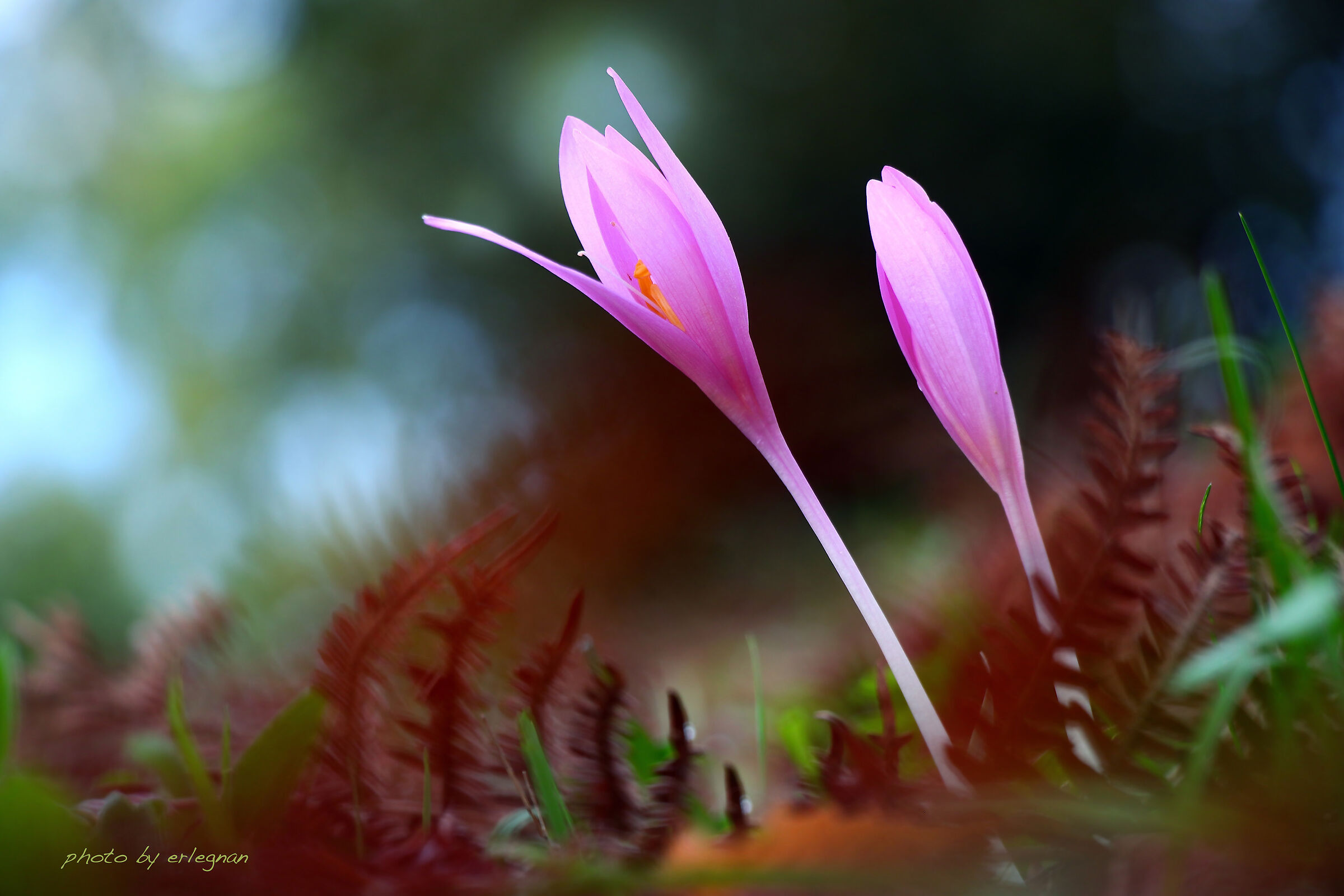 The first crocuses/1