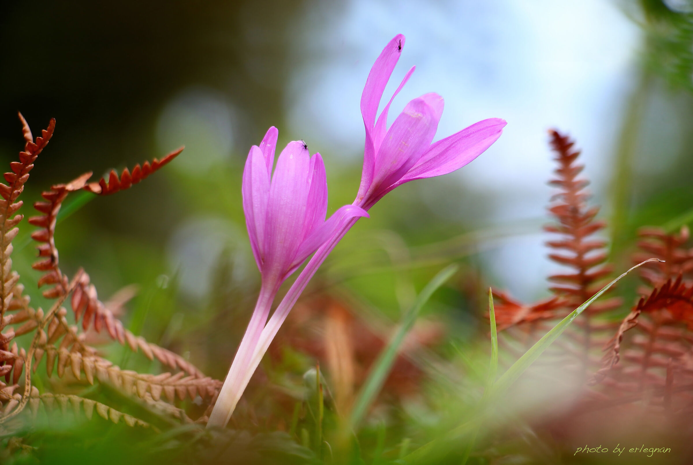 The first crocuses/2