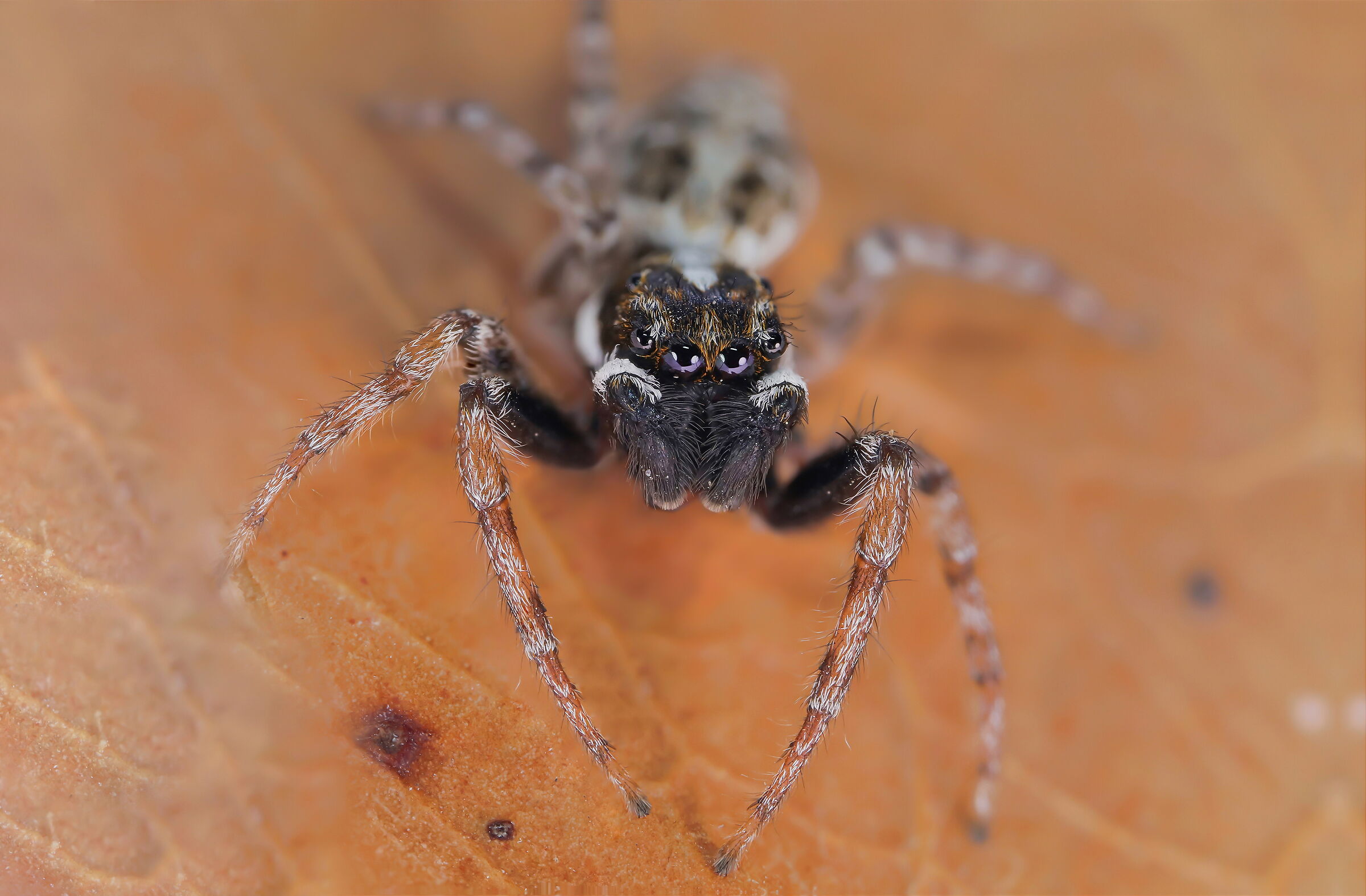 Menemerus semilimbatus male