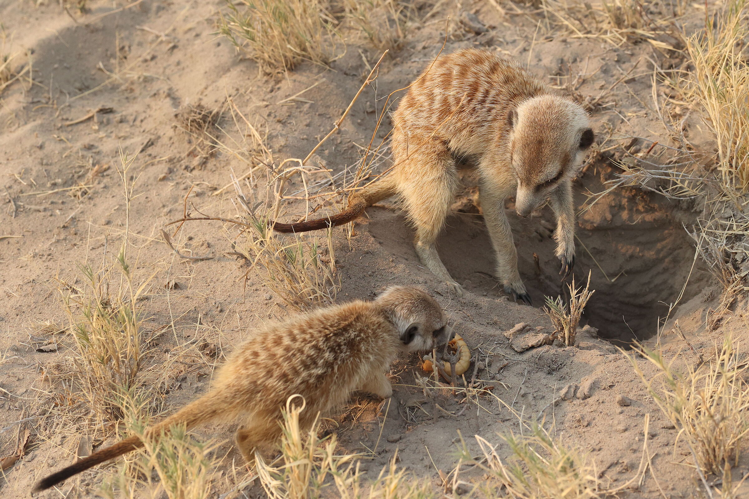 Botswana - colazione da suricati