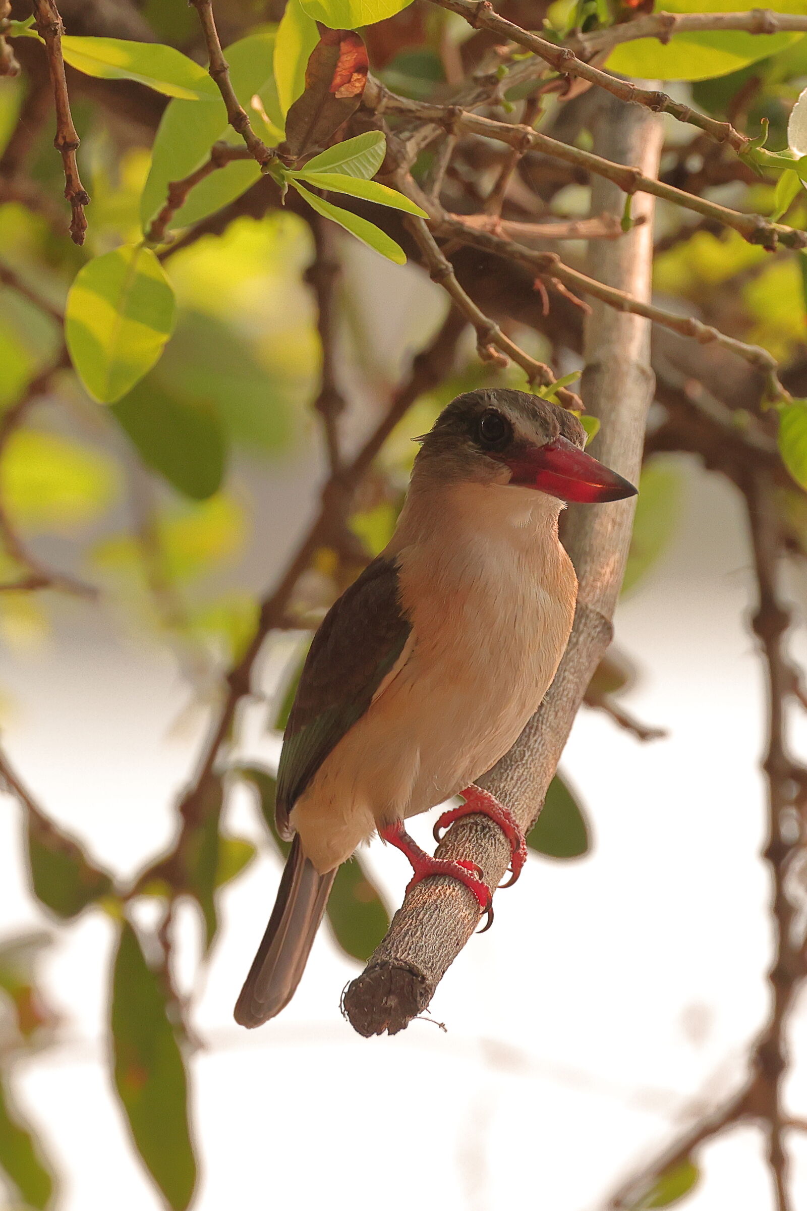 Botswana - Martin Pesctore Striato