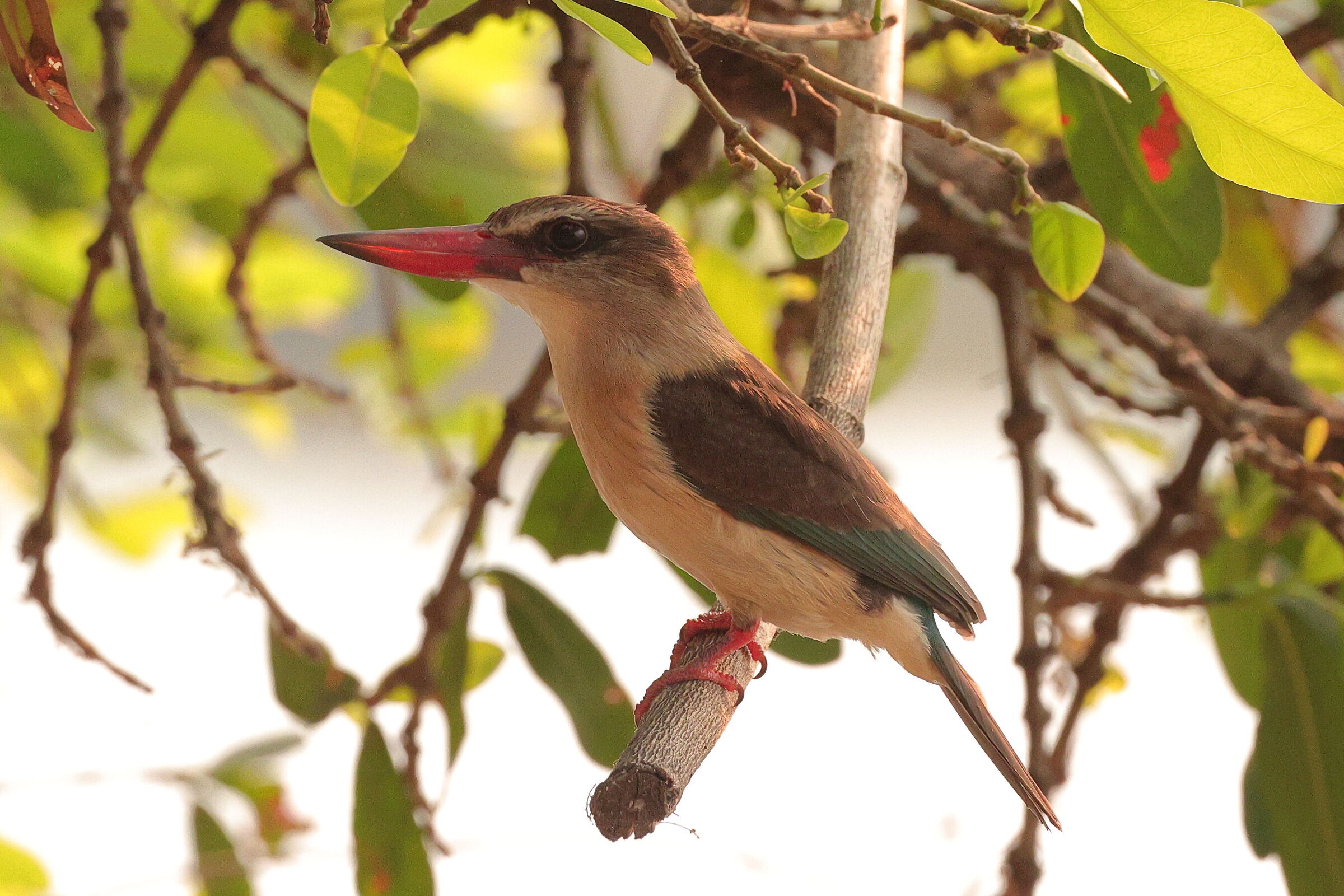 Botswana - Martin Pesctore Striato II