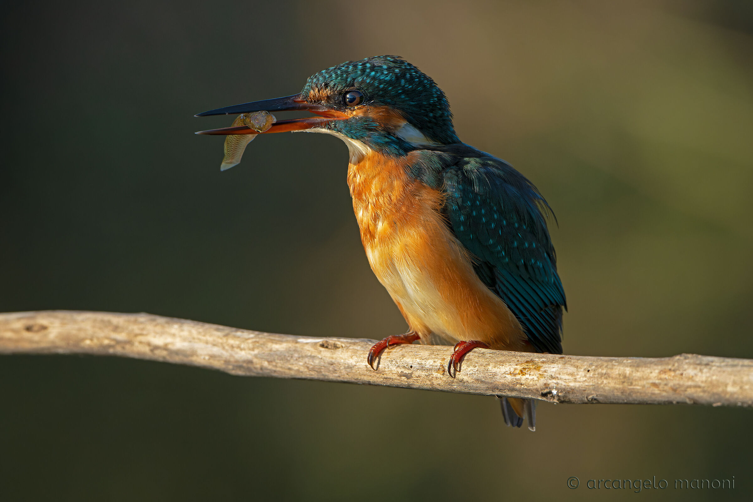 la ferocia della martina